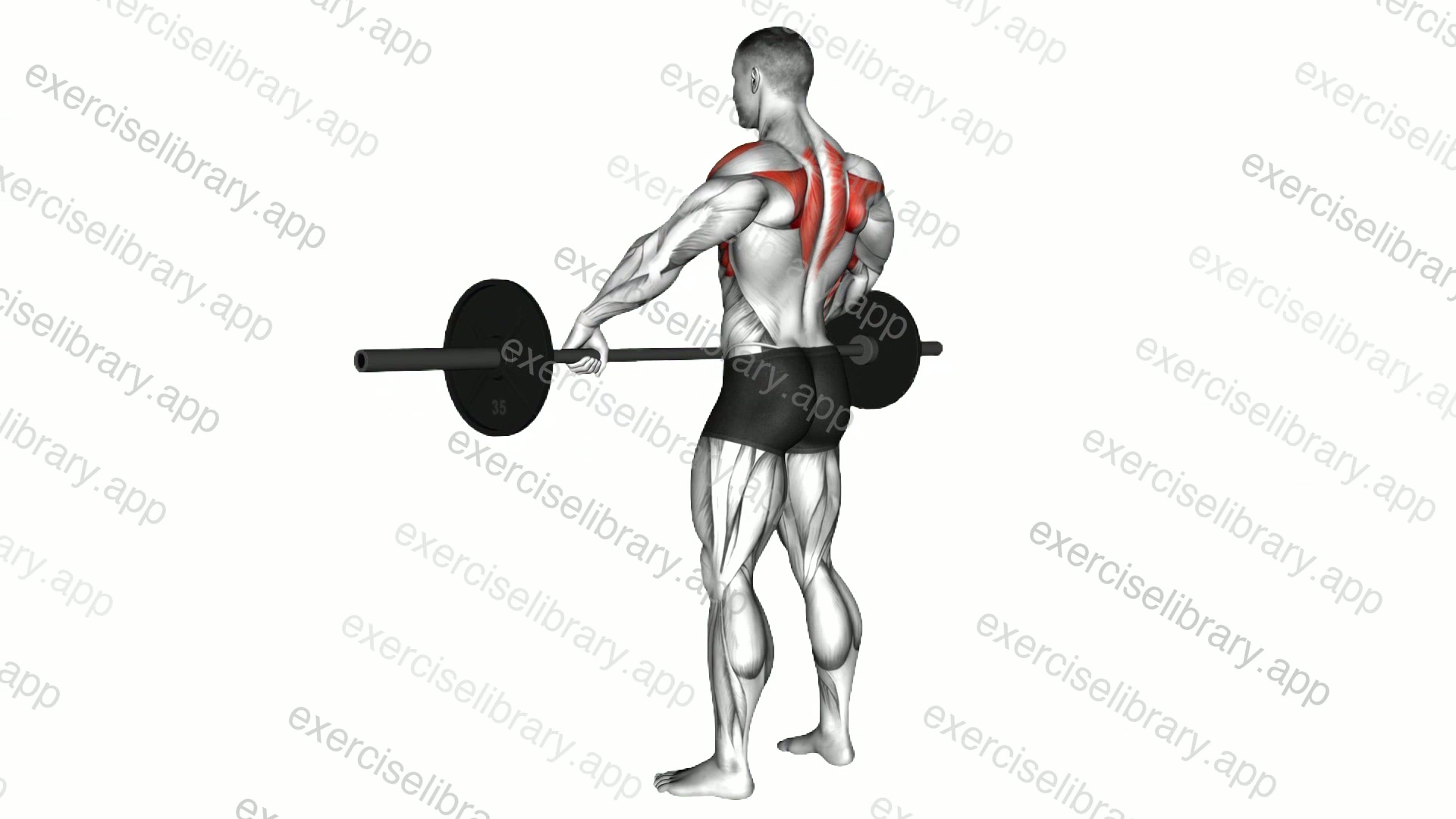 Barbell Wide Grip Upright Row demonstration