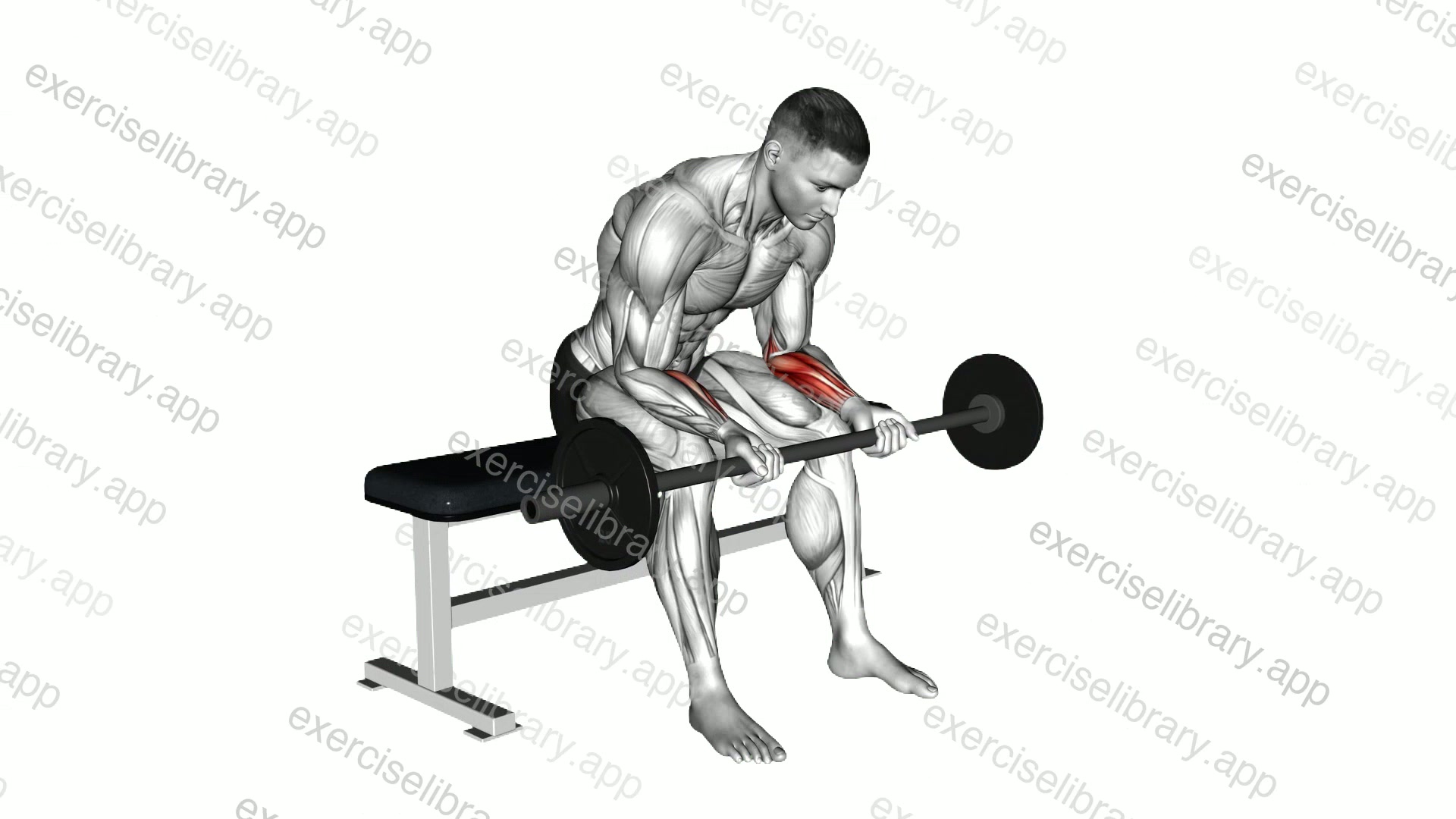 Barbell Wrist Curl demonstration