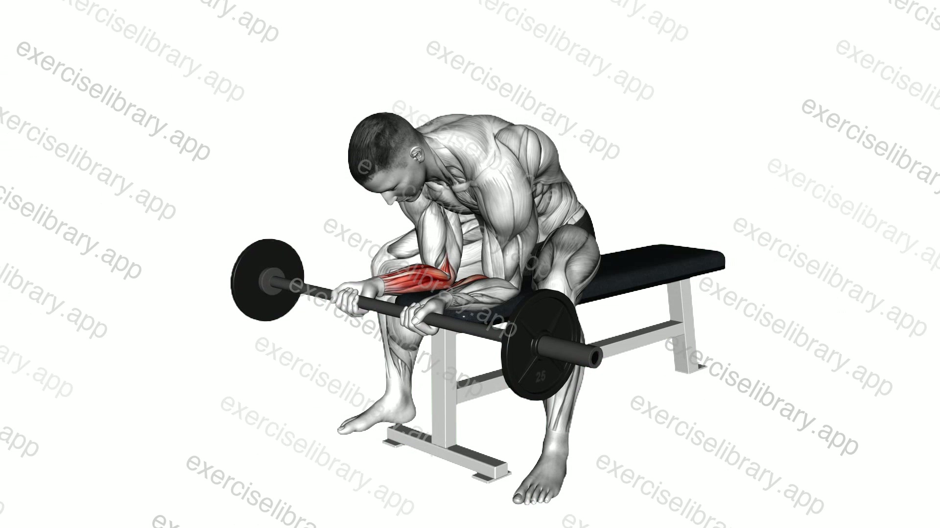Barbell Wrist Curl demonstration