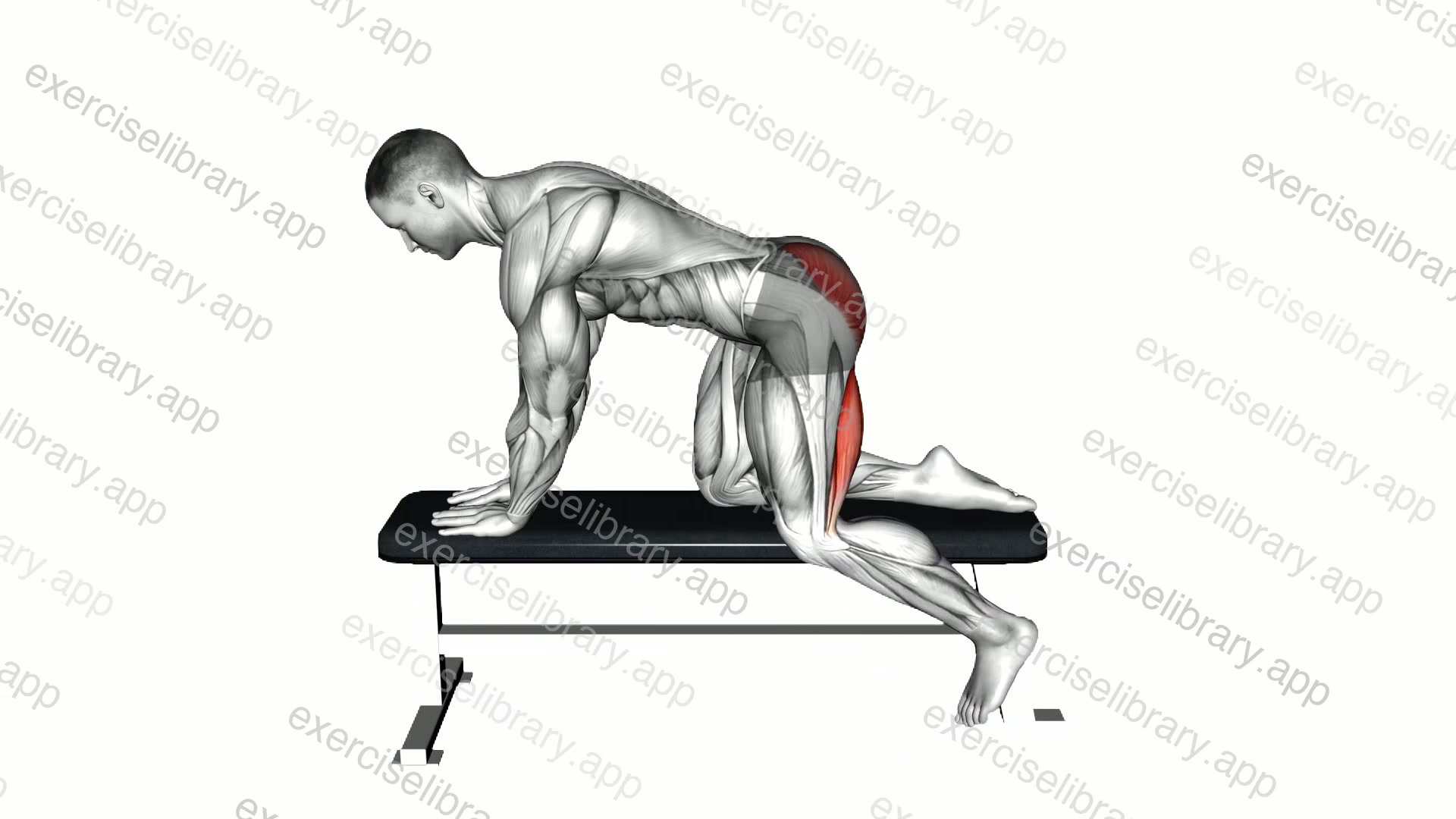 Bench Hip Extension demonstration