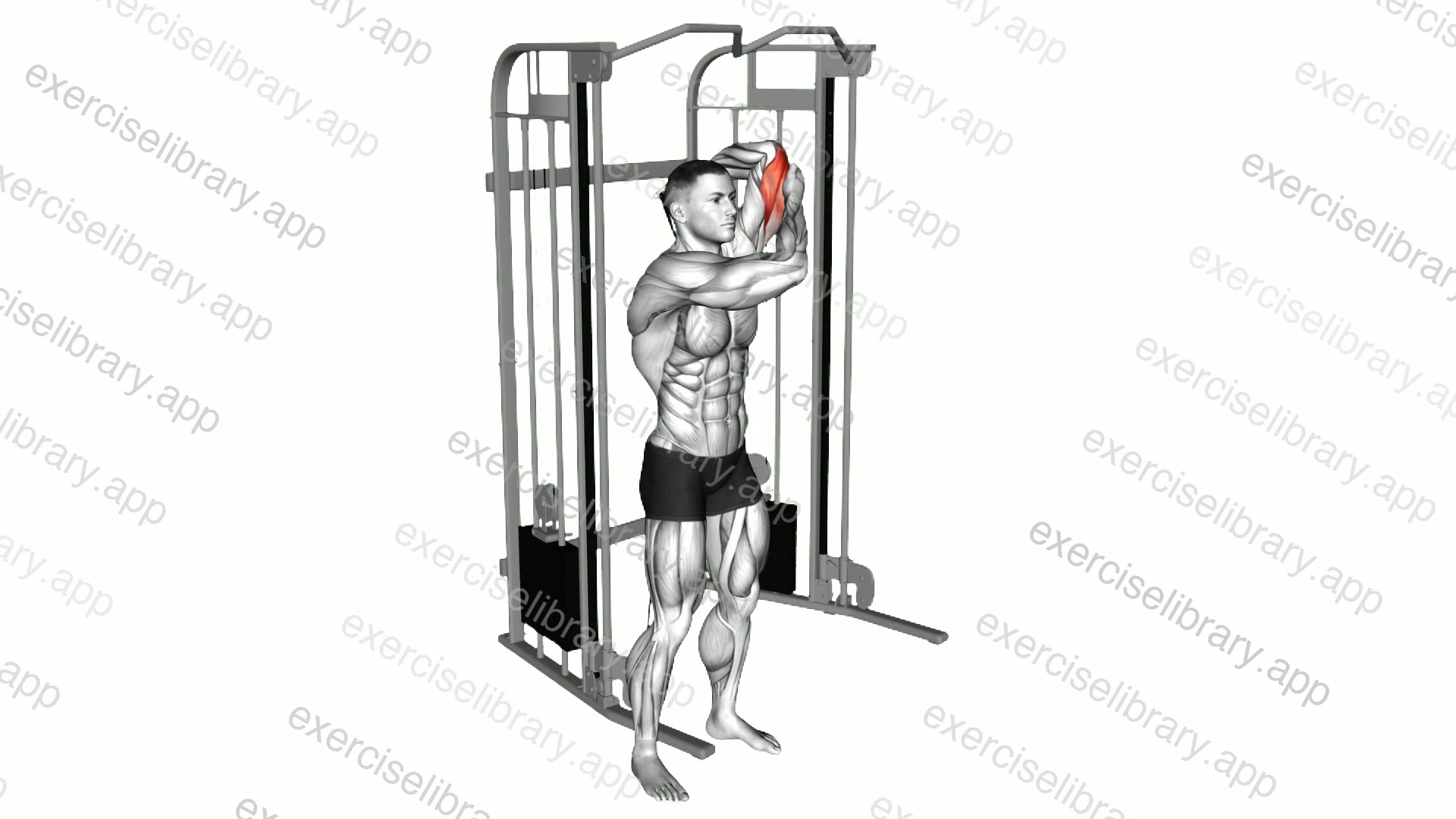 Cable Alternate Triceps Extension demonstration