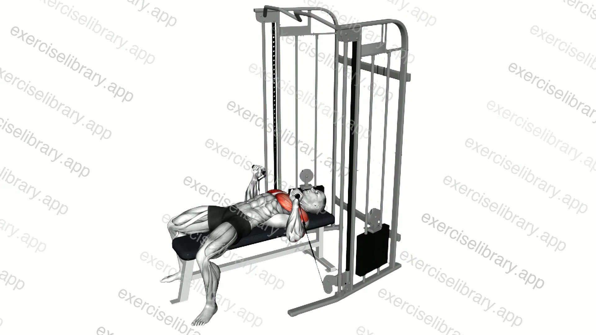 Cable Bench Press demonstration