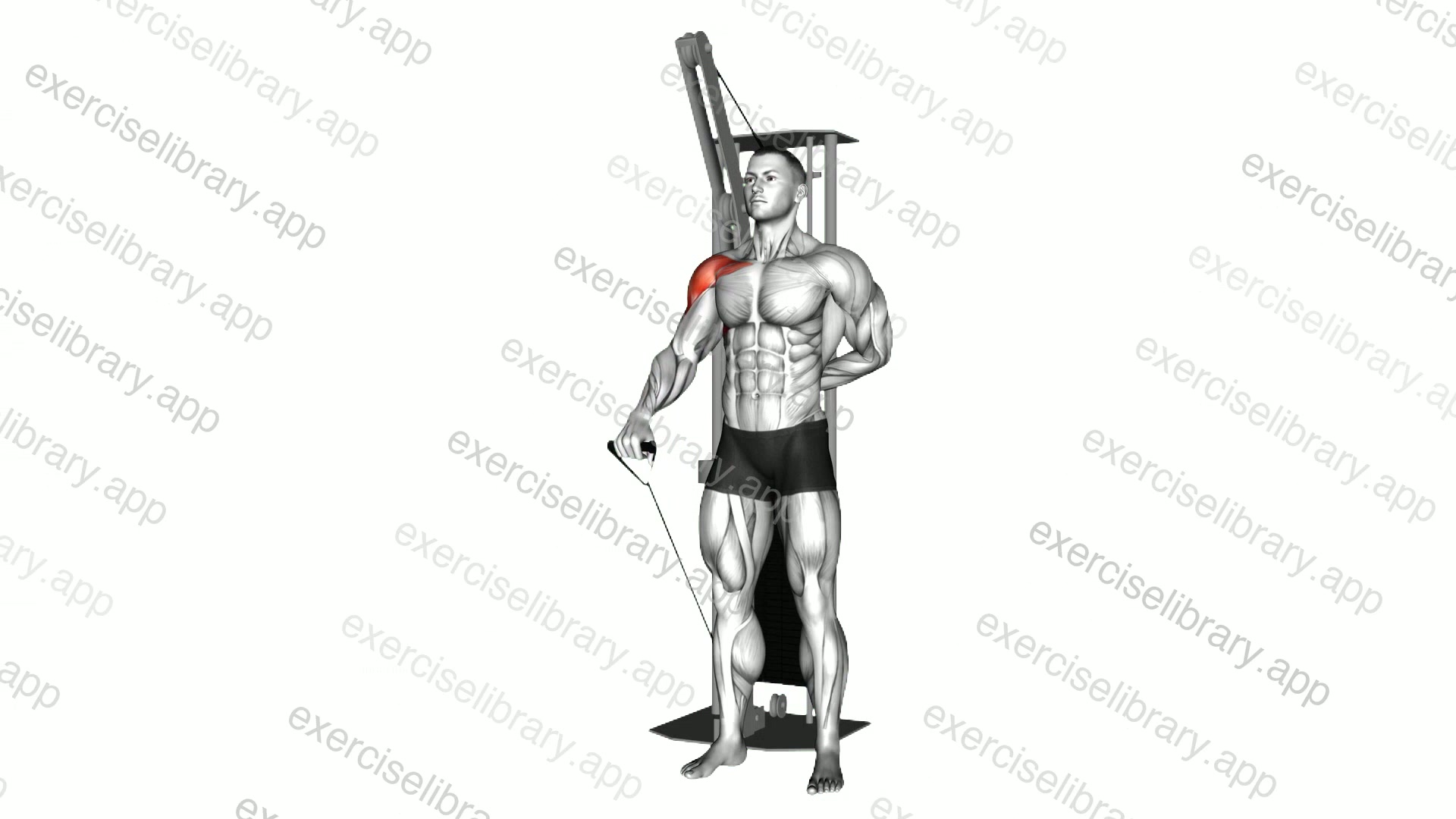 Cable Forward Raise demonstration