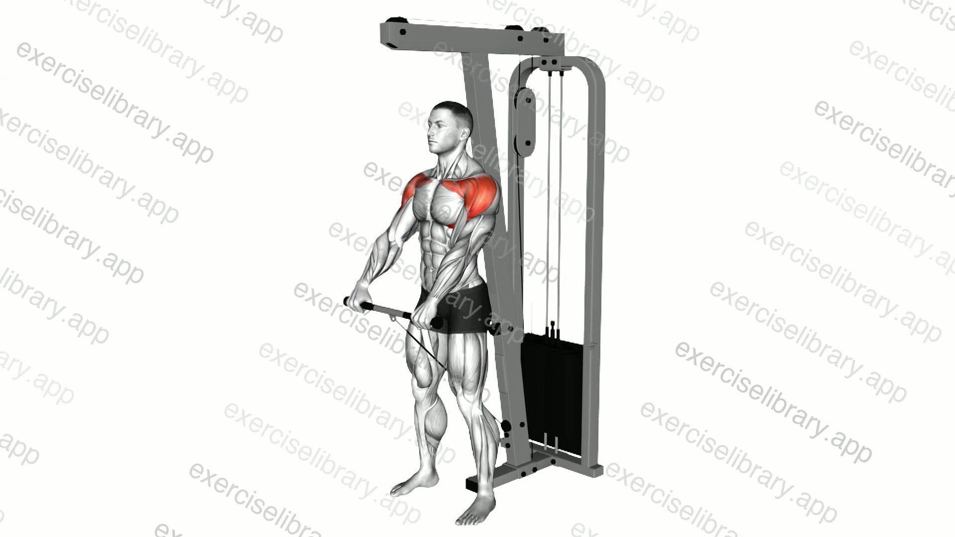 Cable Front Raise demonstration