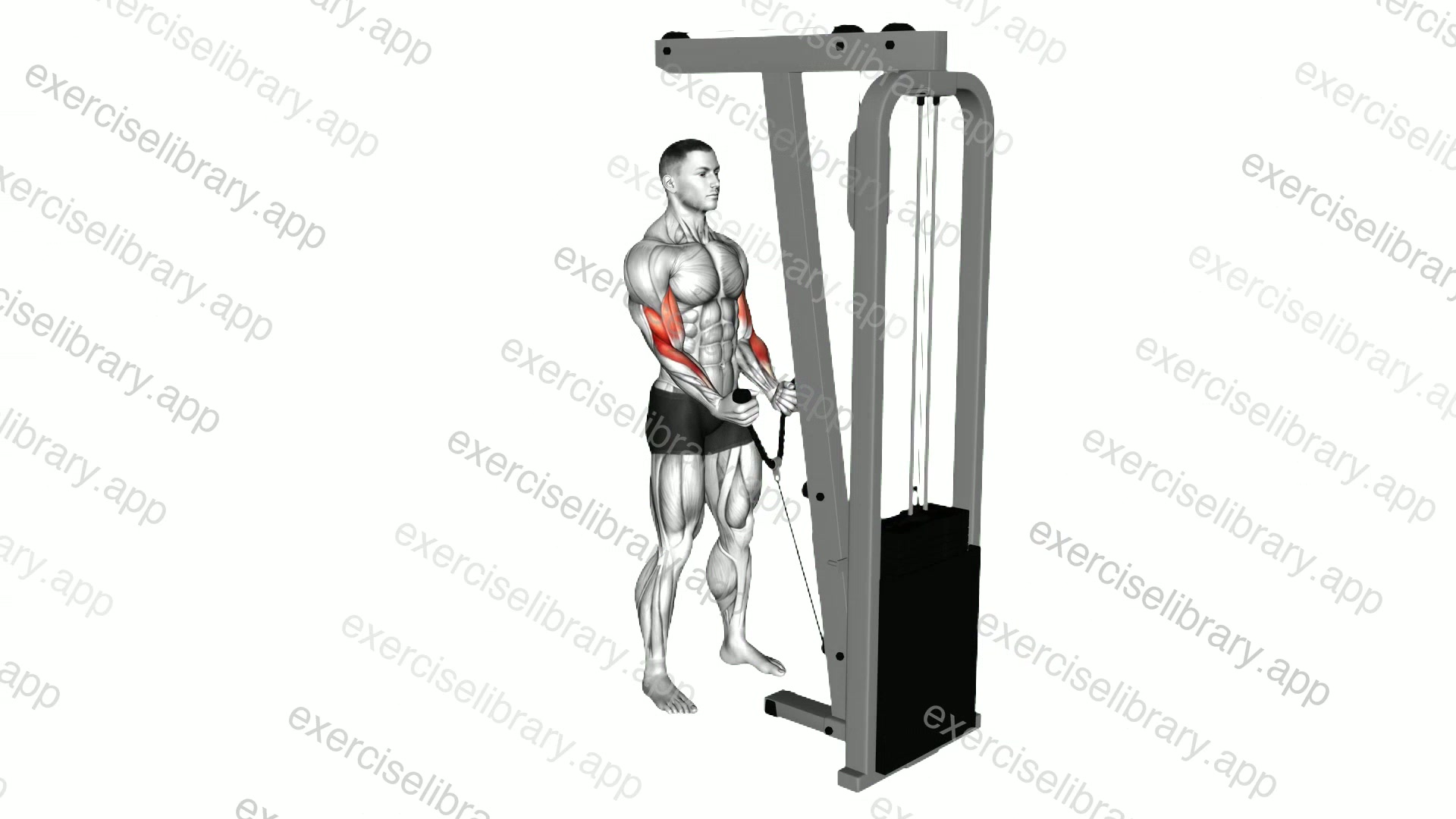 Cable Hammer Curl demonstration