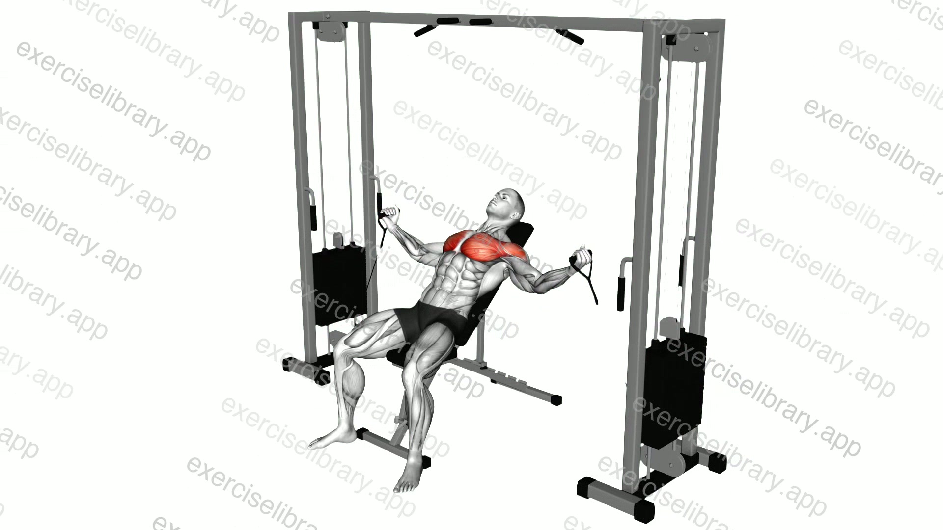 Cable Incline Fly demonstration