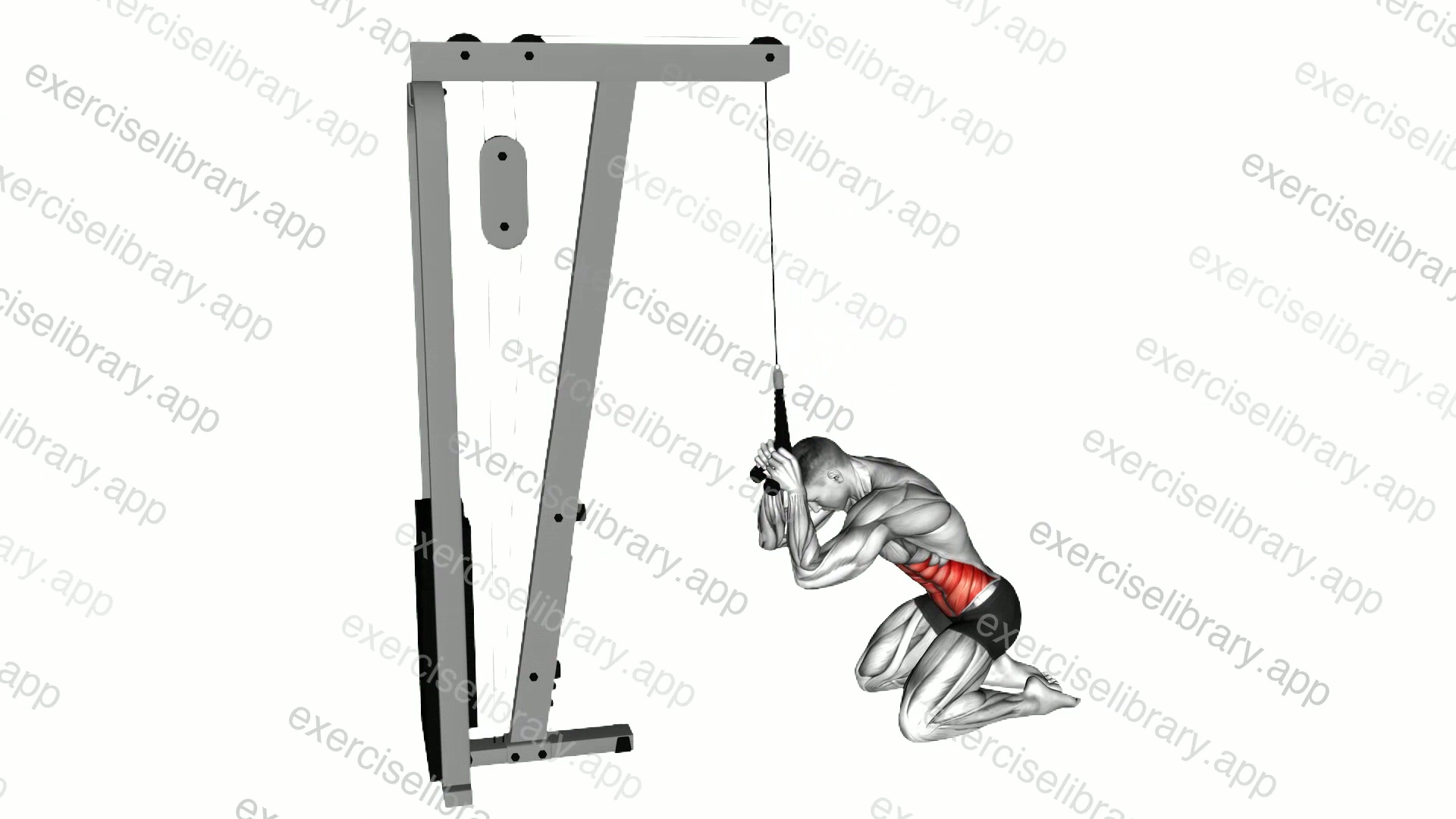 Cable Kneeling Crunch demonstration