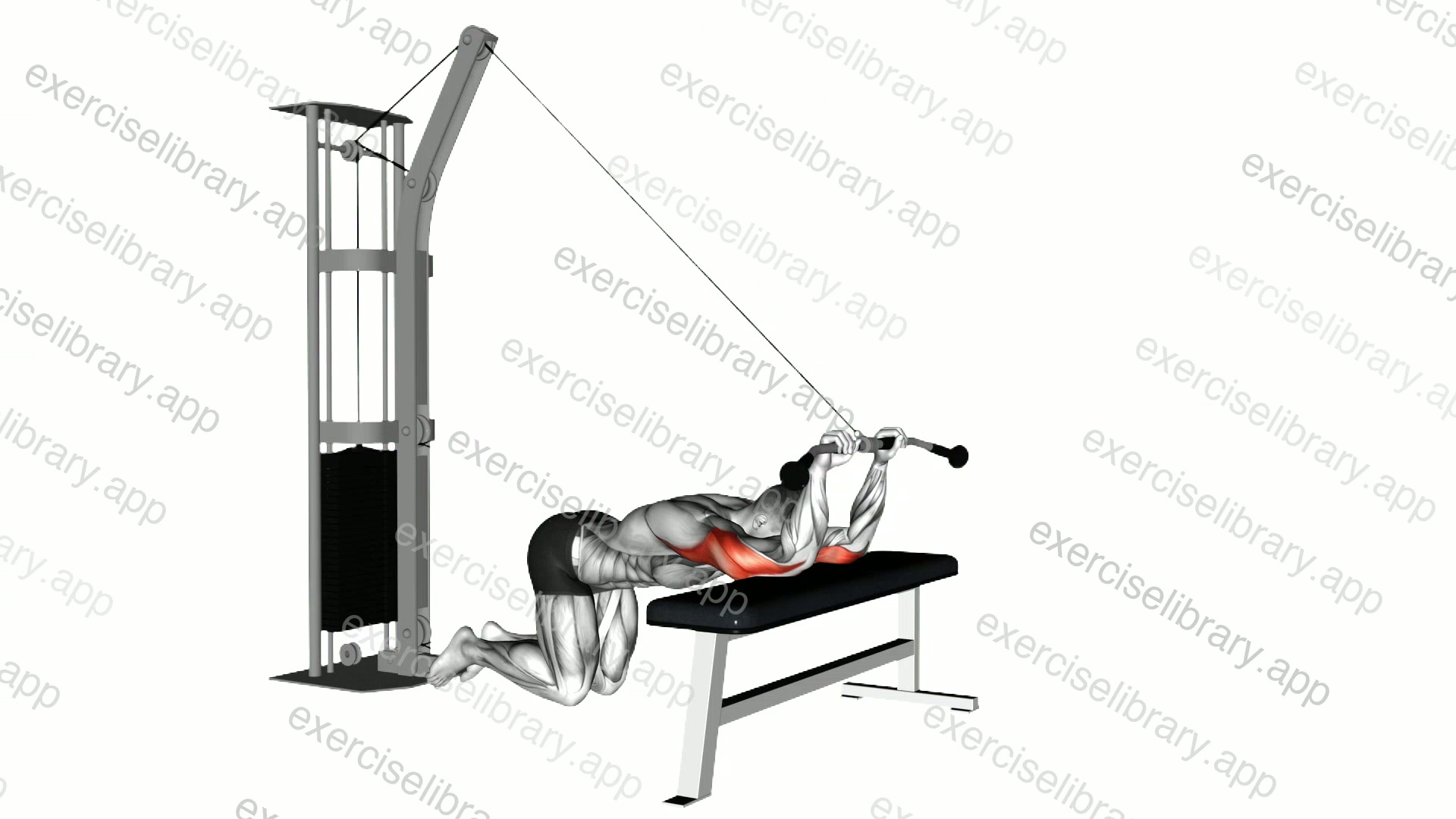 Cable Kneeling Triceps Extension demonstration