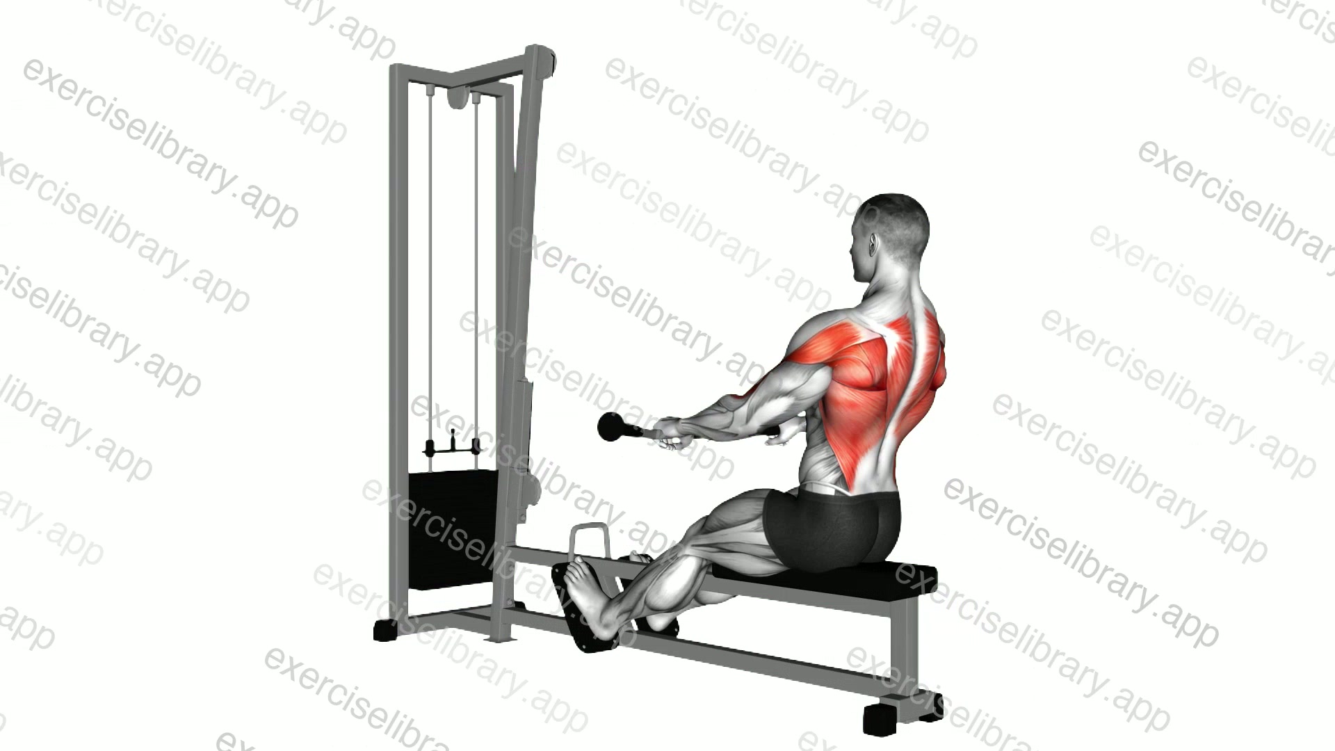 Cable Low Seated Row demonstration