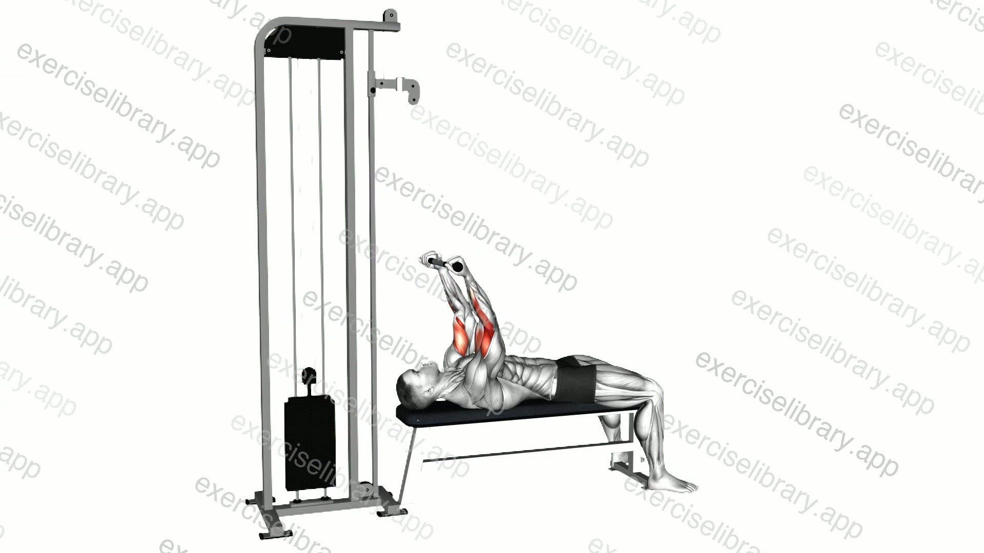 Cable Lying Close Grip Curl demonstration