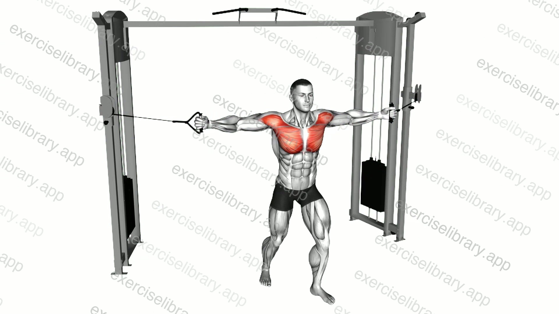 Cable Middle Fly demonstration