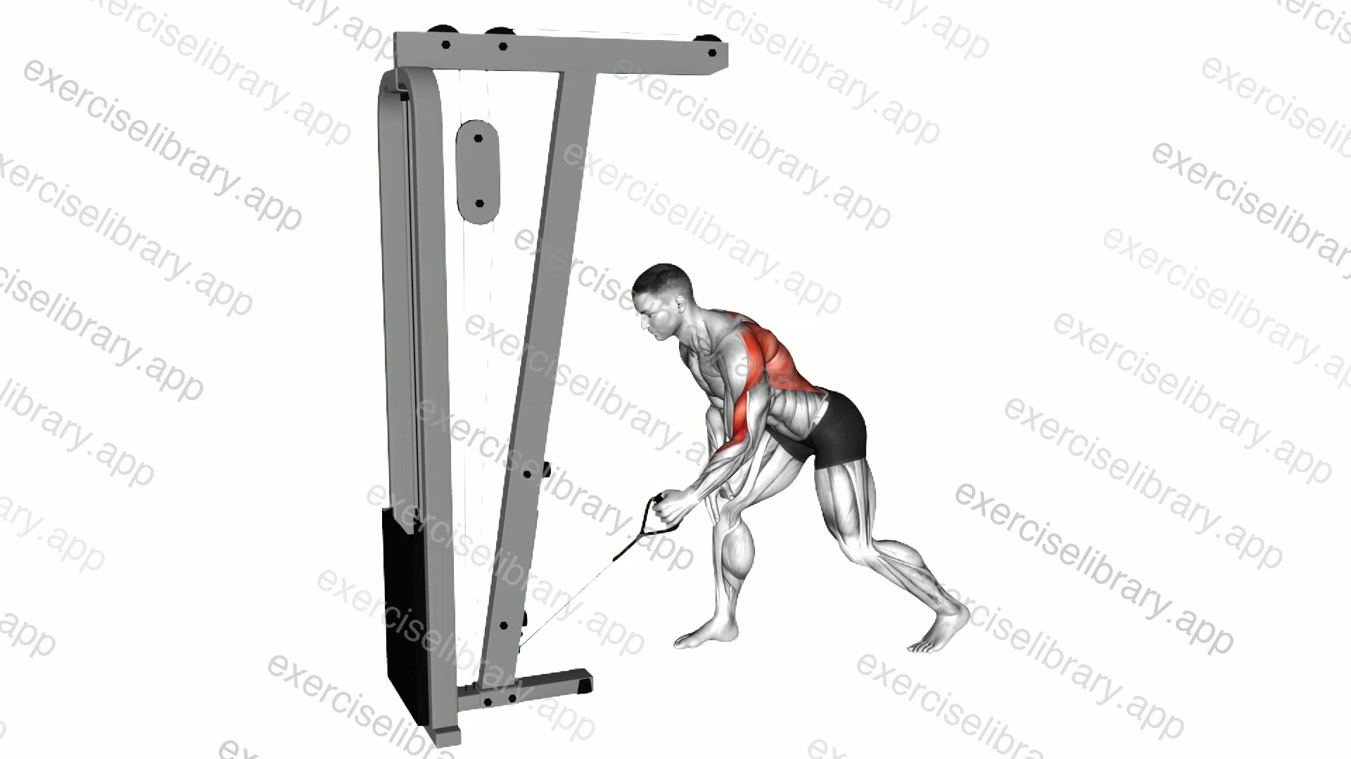 Cable One Arm Bent over Row demonstration