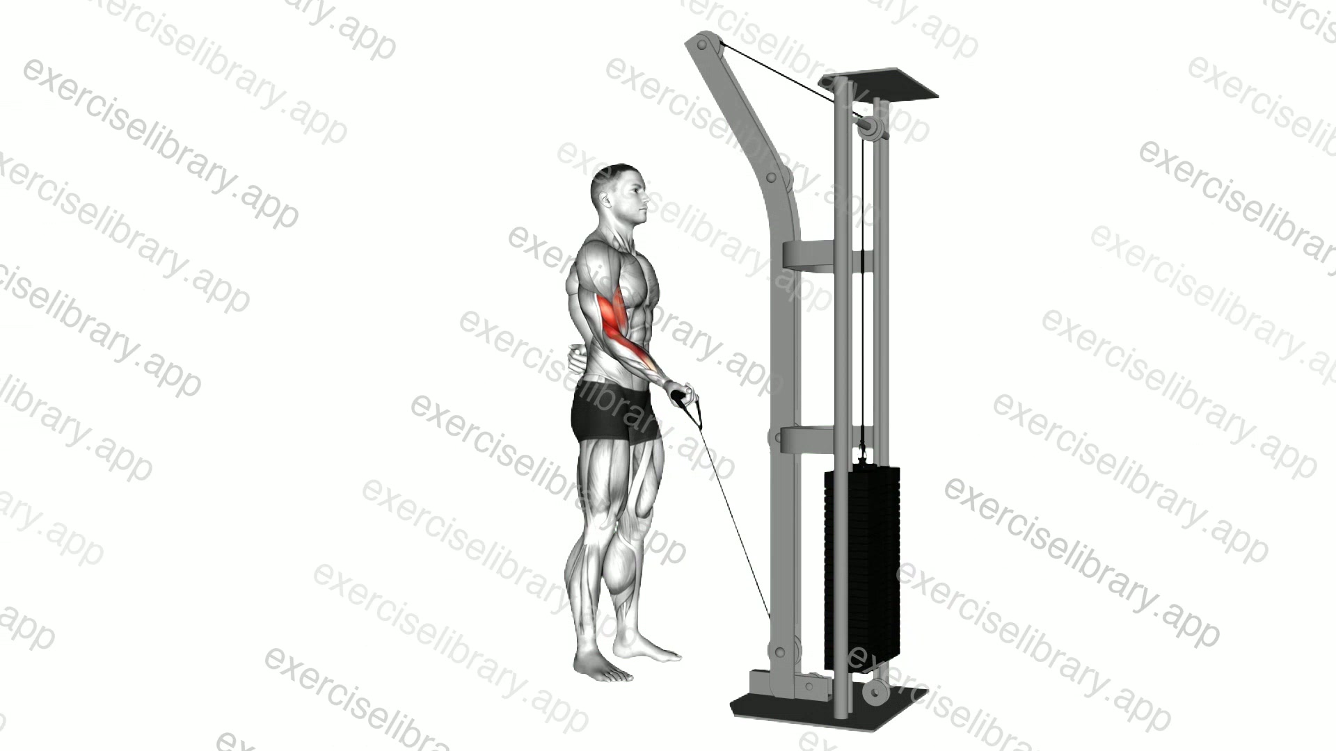 Cable One Arm Curl demonstration