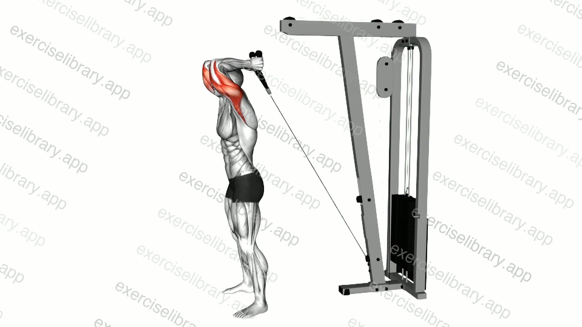 Cable Overhead Triceps Extension demonstration
