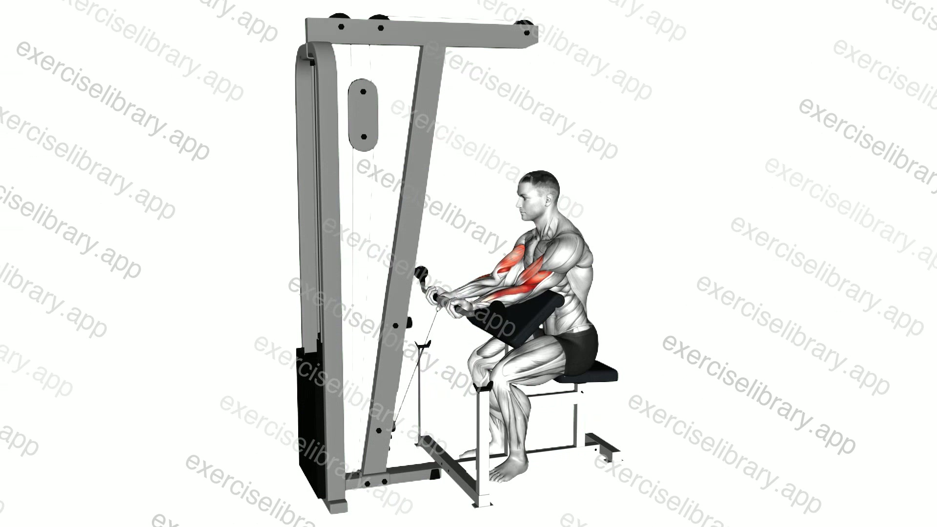 Cable Preacher Curl demonstration
