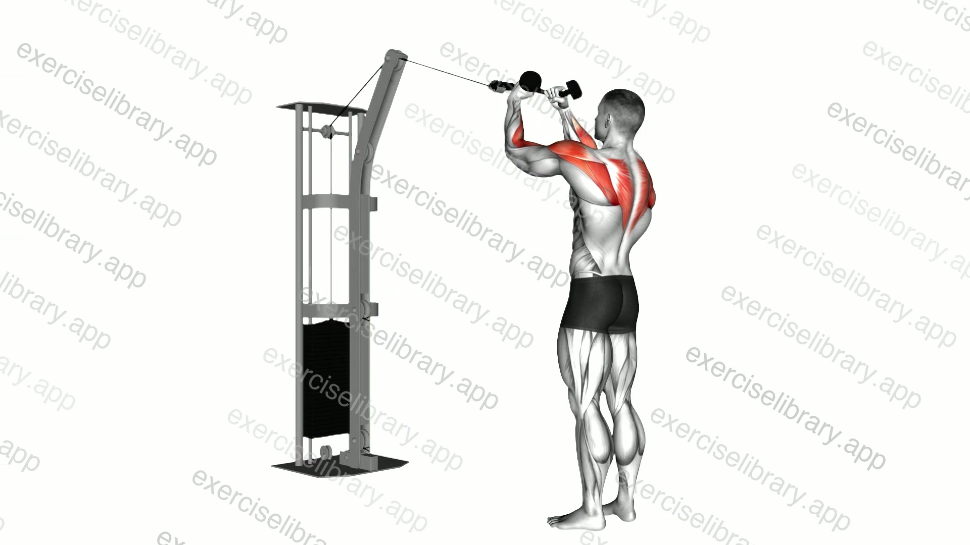 Cable Rear Delt Row demonstration