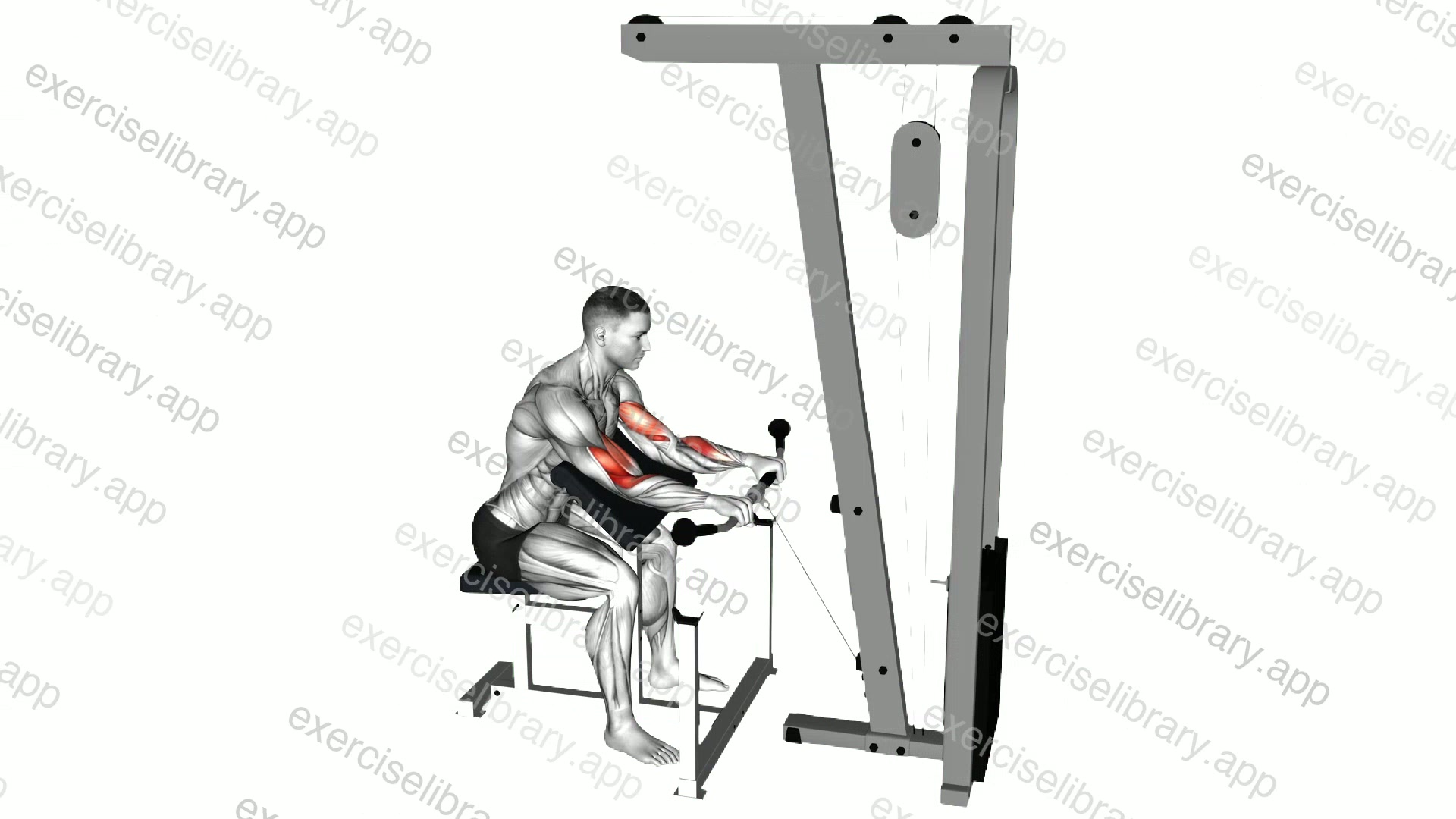 Cable Reverse Preacher Curl demonstration