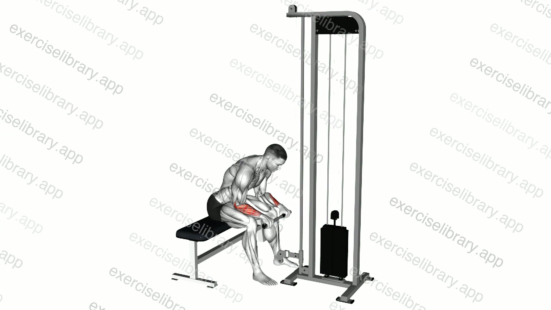 Cable Reverse Wrist Curl demonstration