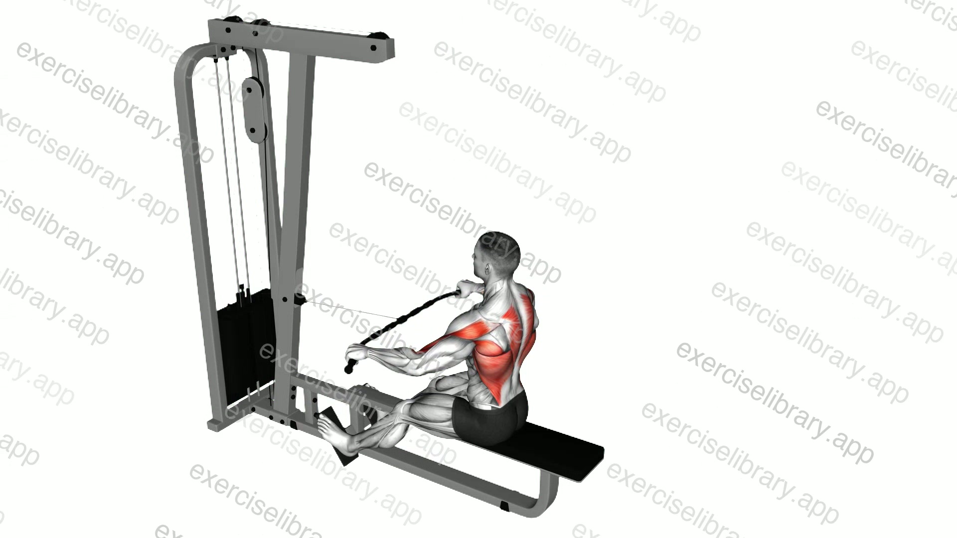 Cable Seated Wide grip Row demonstration