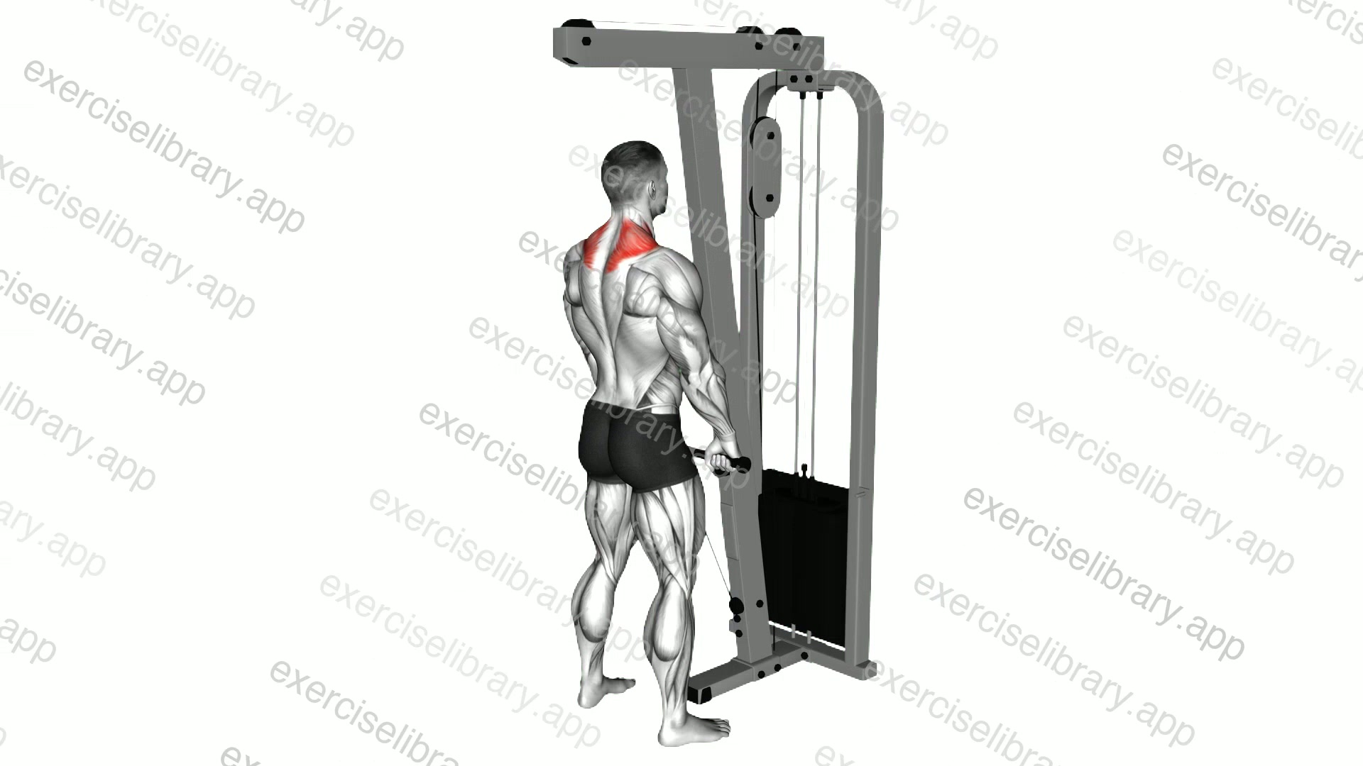 Cable Shrug demonstration