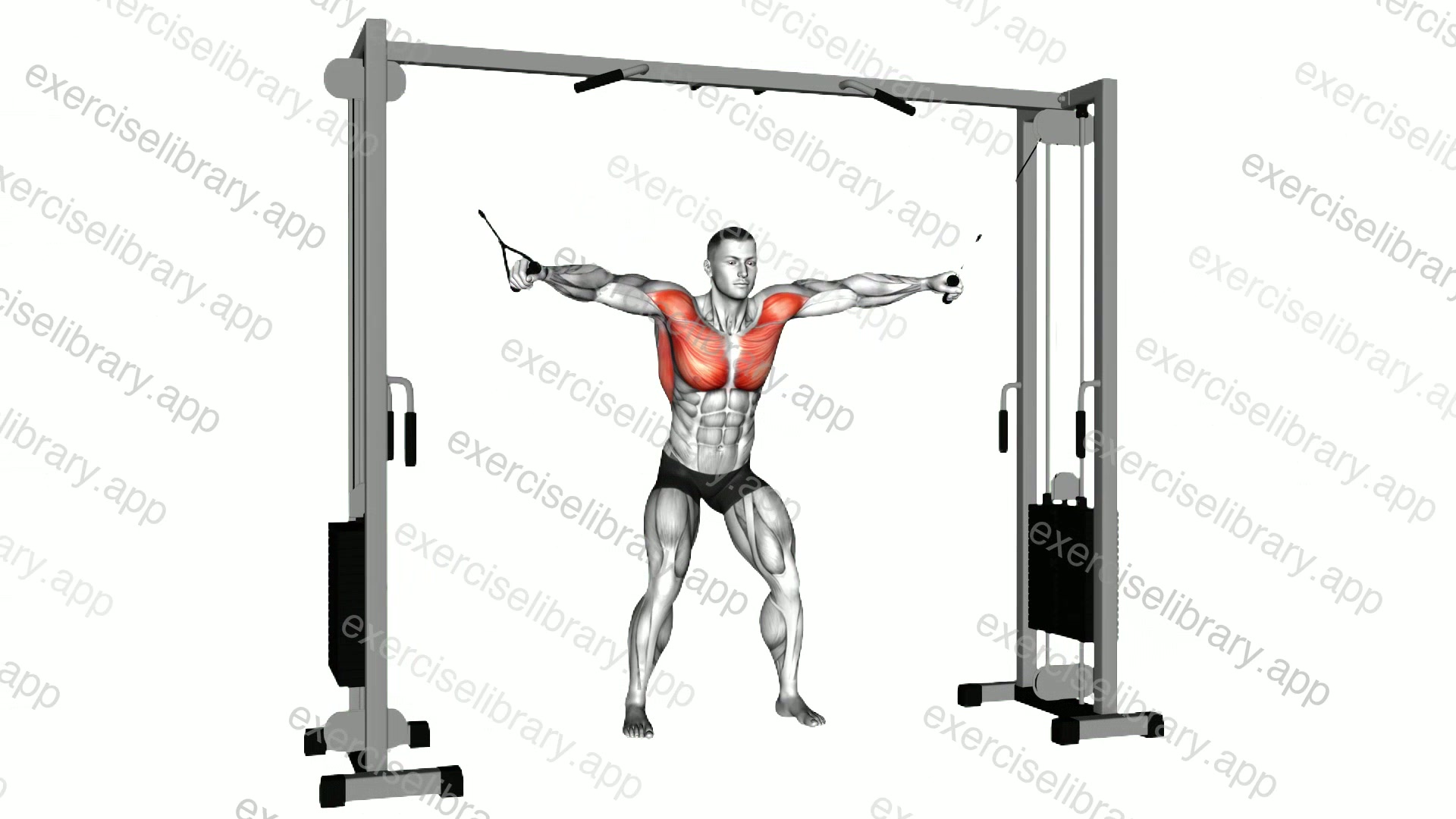 Cable Standing Fly demonstration