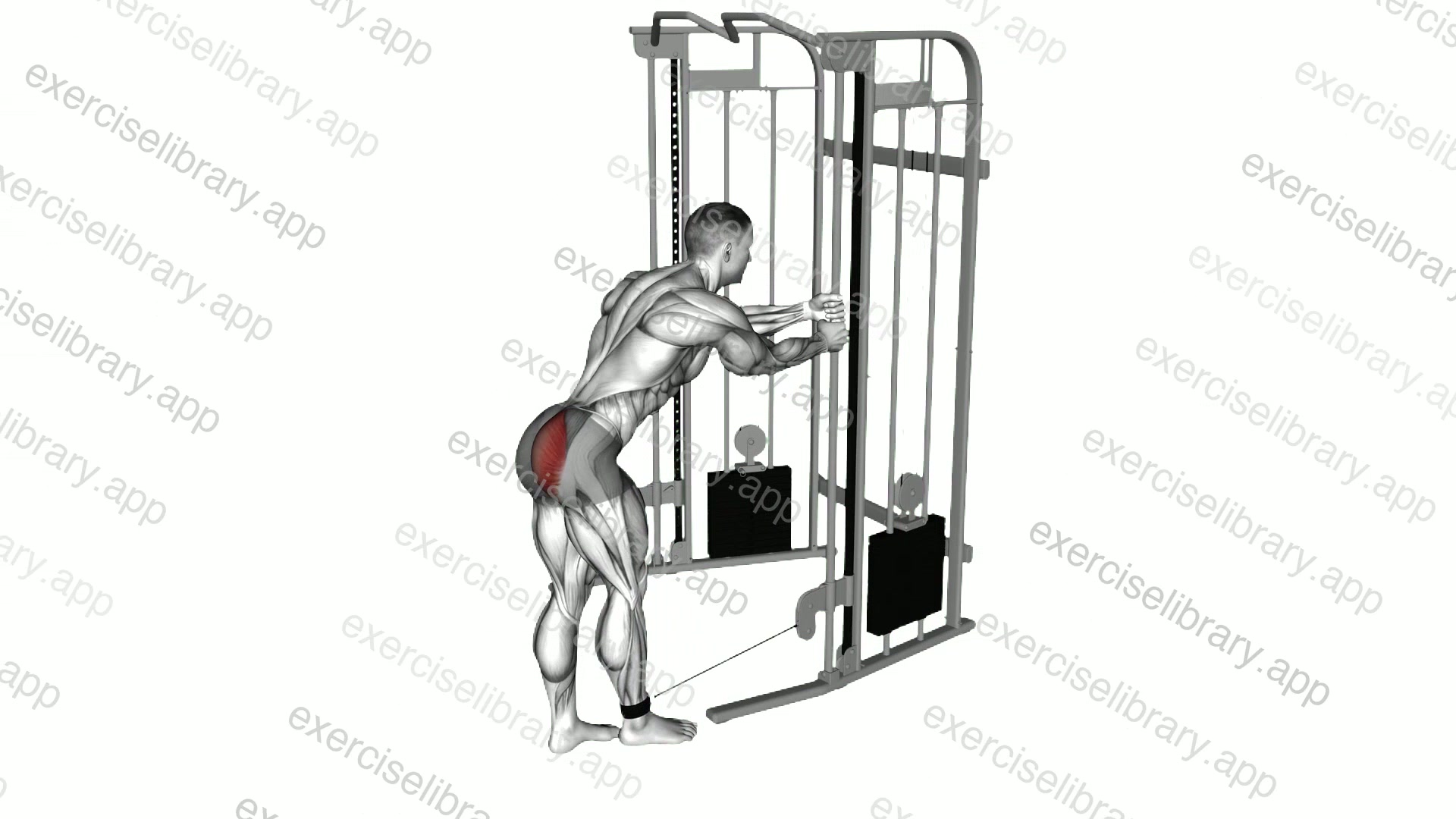 Cable Standing Hip Extension demonstration
