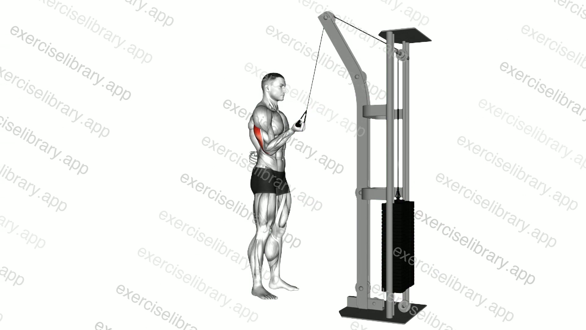 Cable Standing One Arm Triceps Extension demonstration