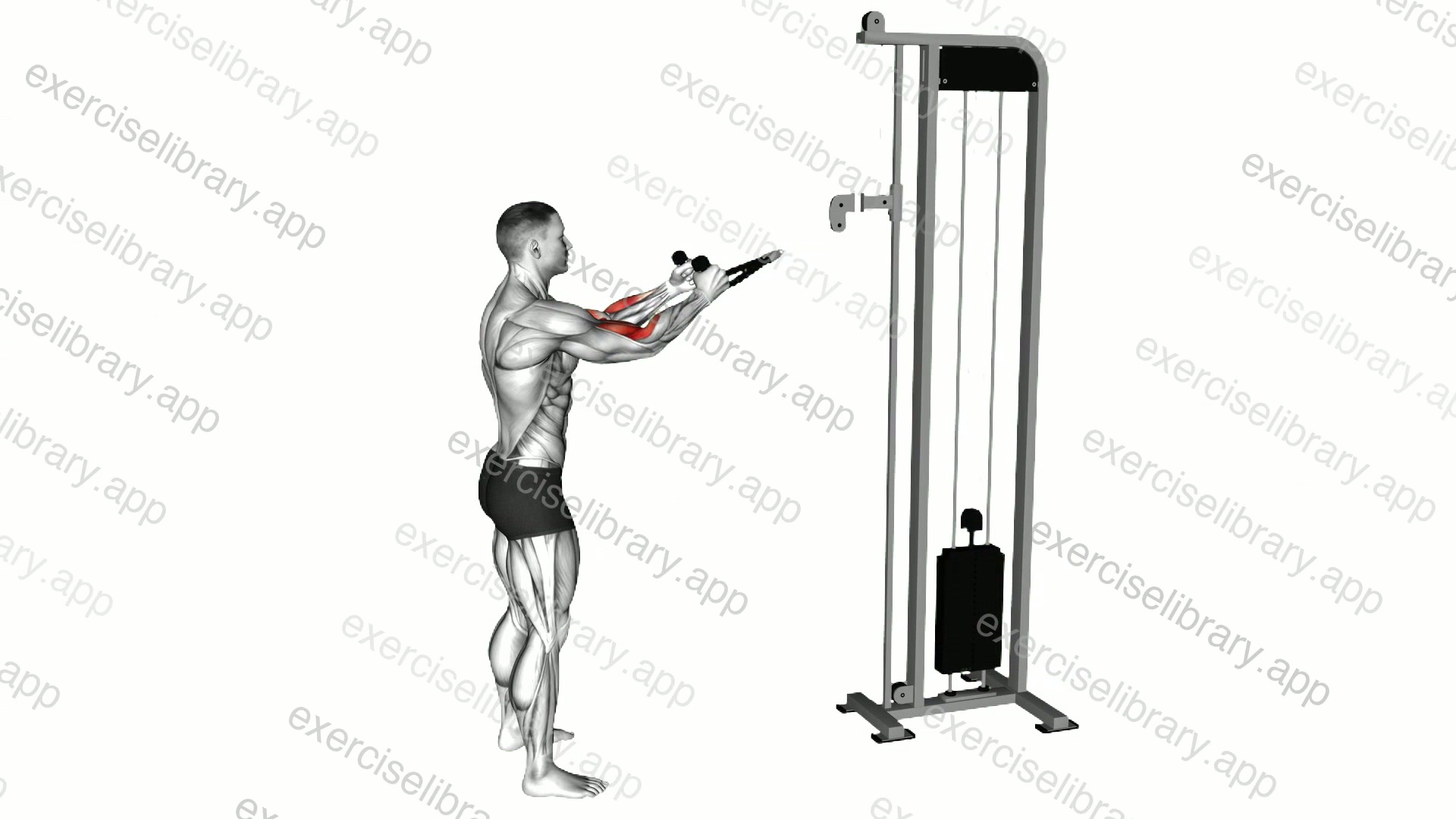 Cable Standing Pulldown demonstration