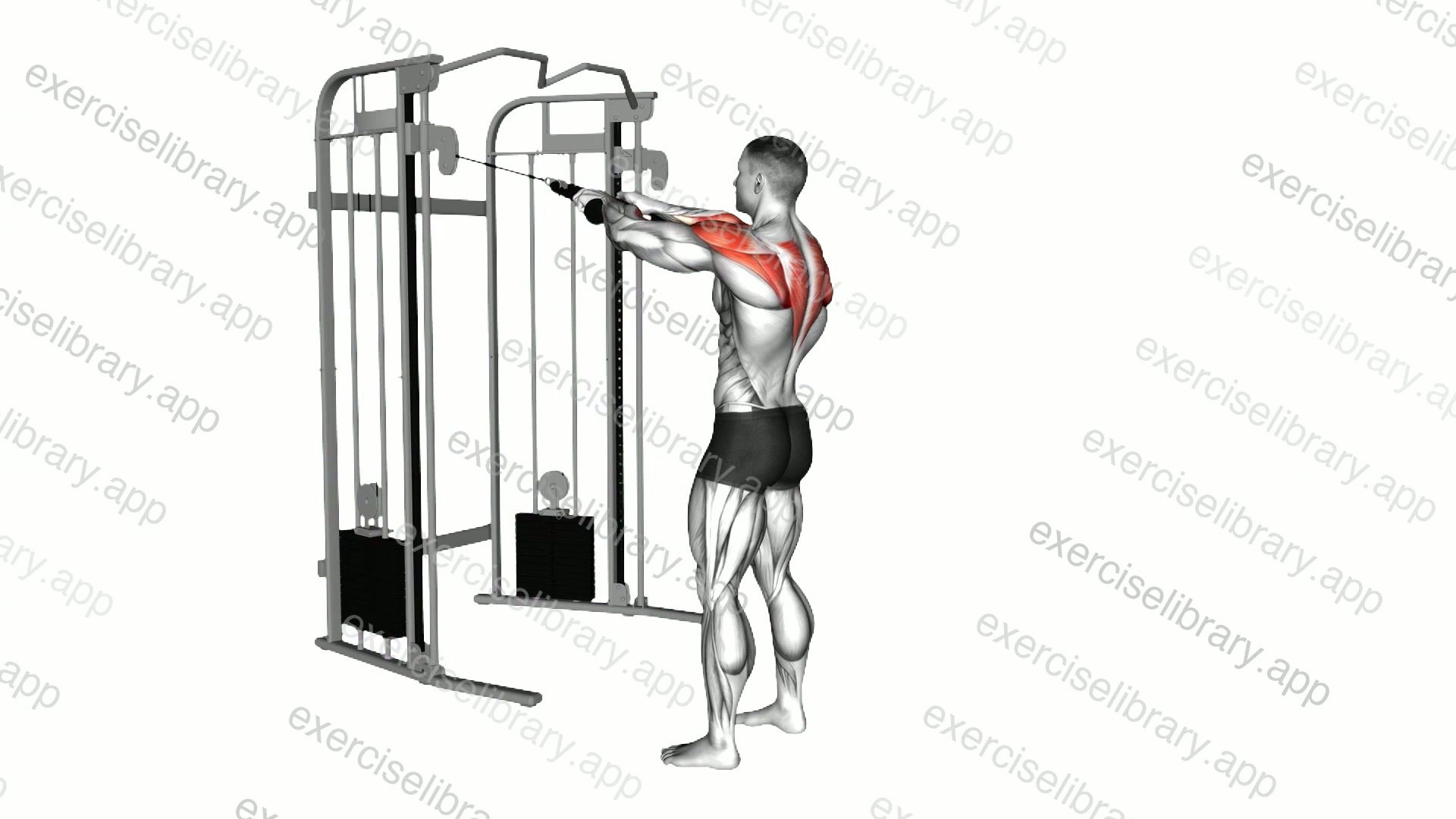 Cable Standing Rear Delt Row demonstration