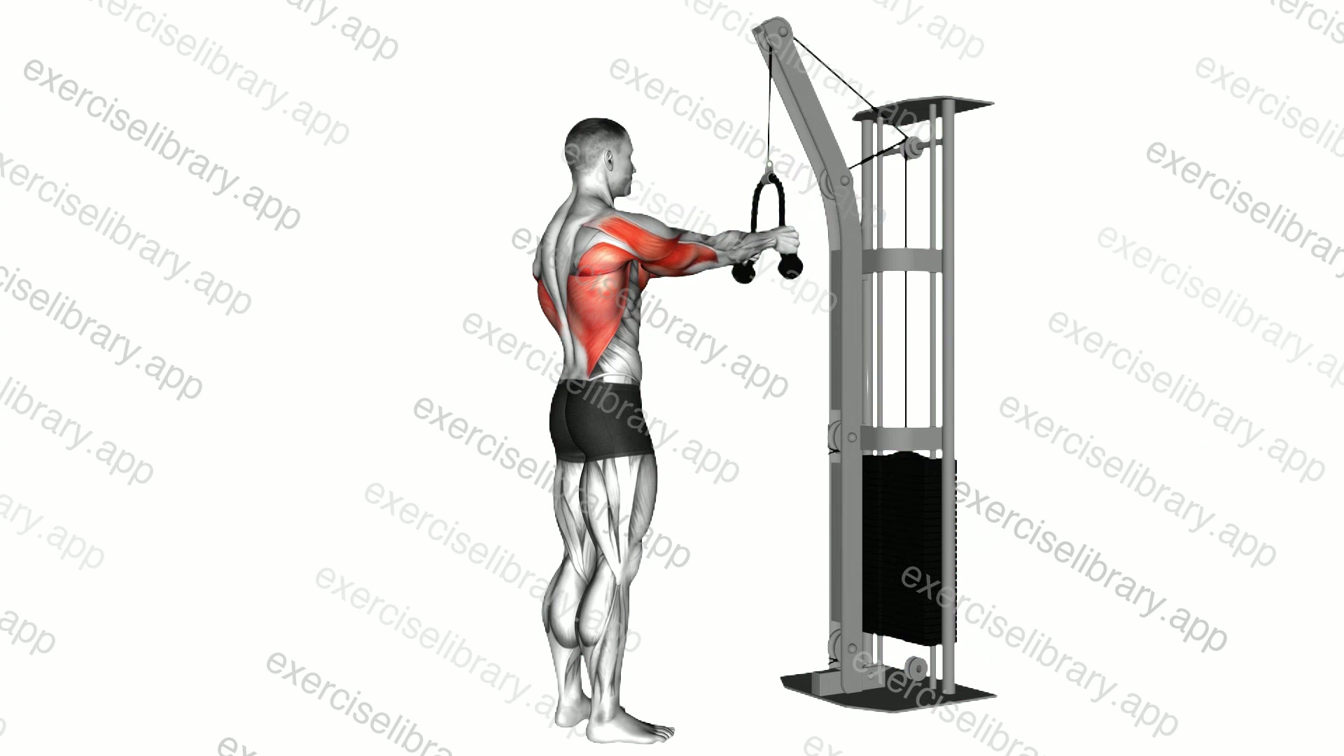 Cable Straight Arm Pulldown demonstration
