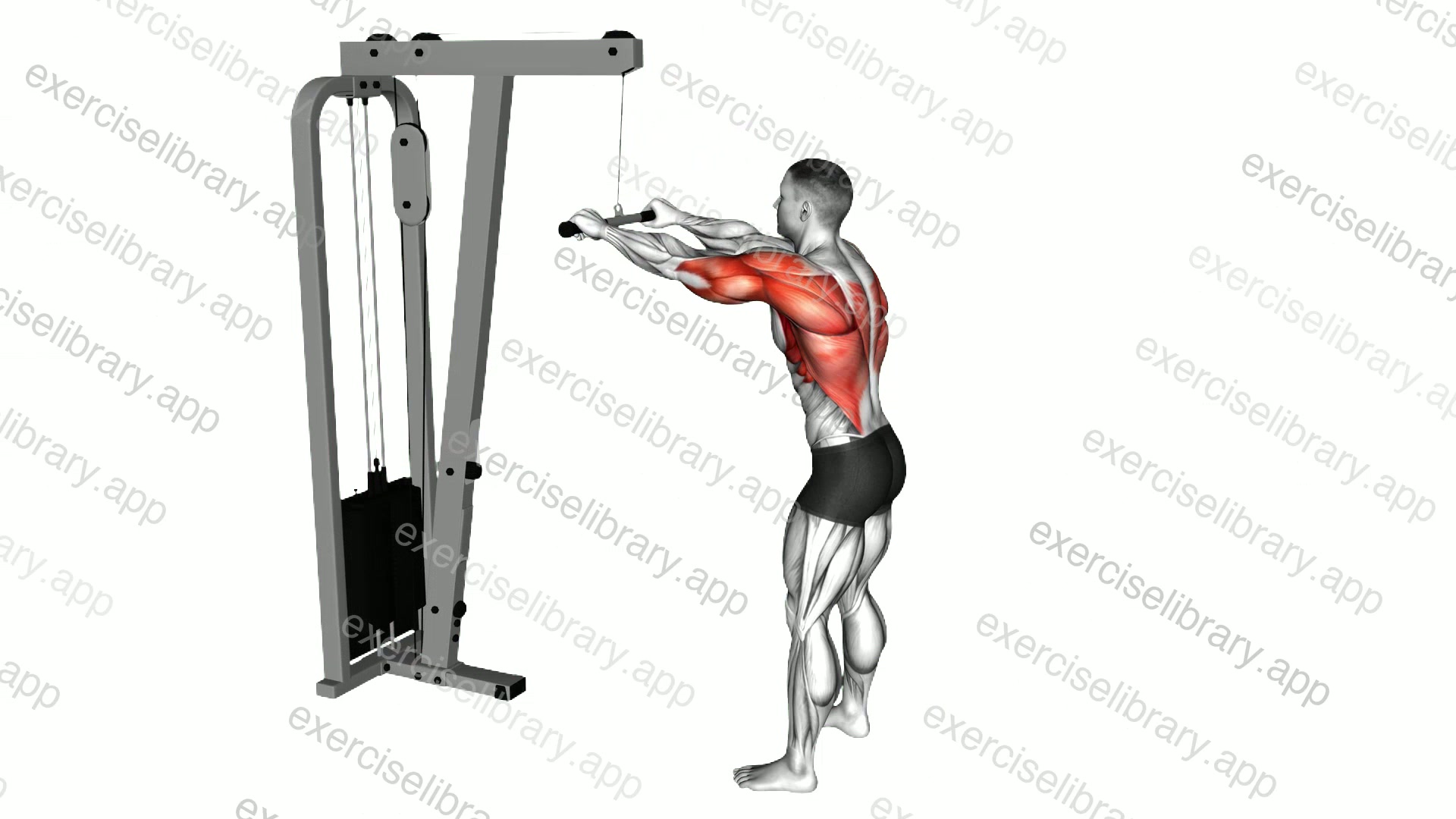 Cable Straight Arm Pulldown demonstration