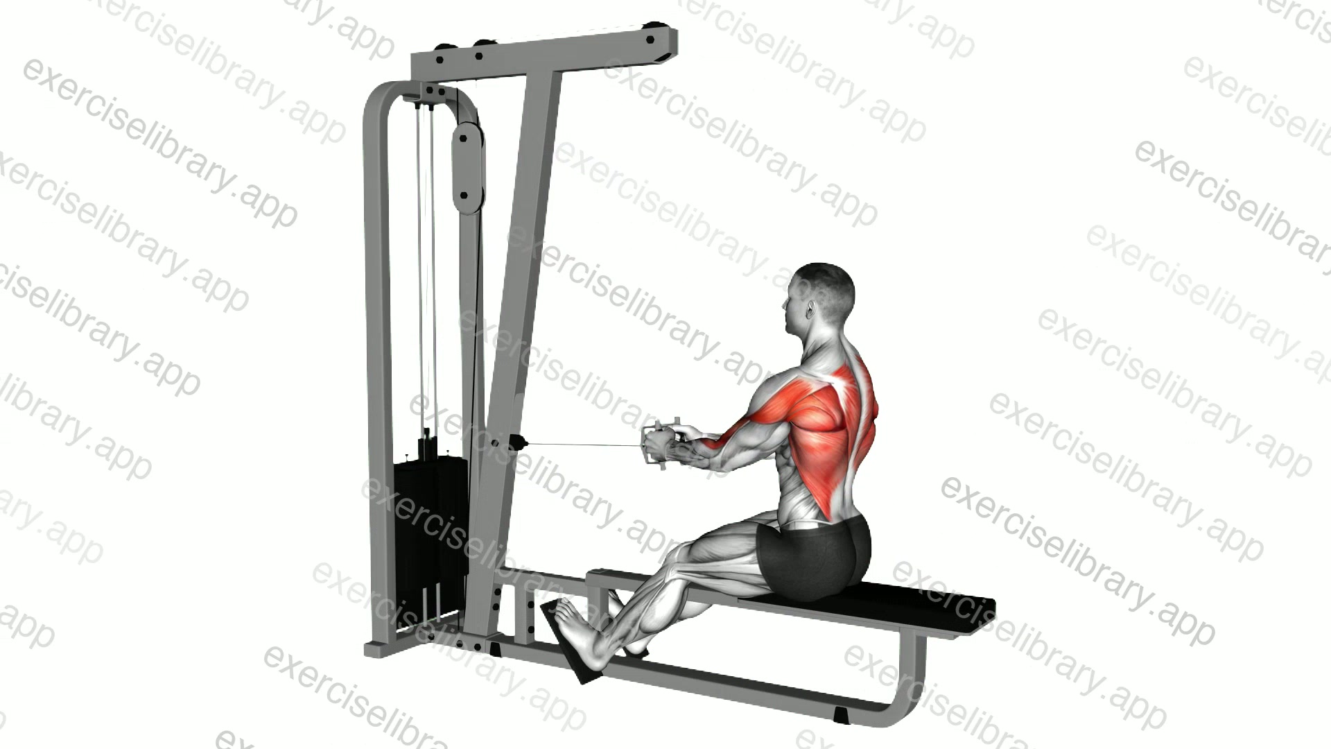 Cable Straight Back Seated Row demonstration