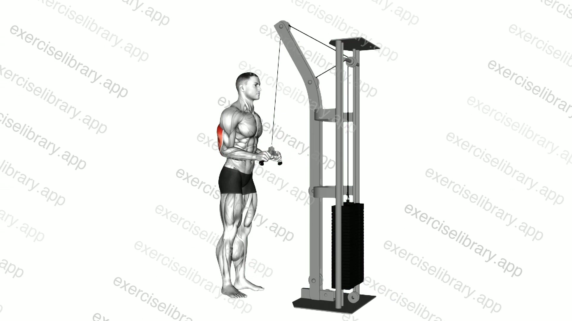 Cable Triceps Pushdown demonstration