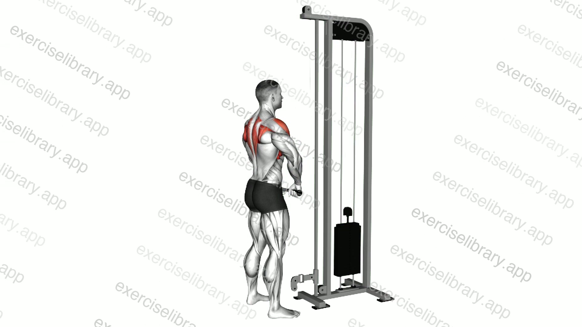 Cable Upright Row demonstration