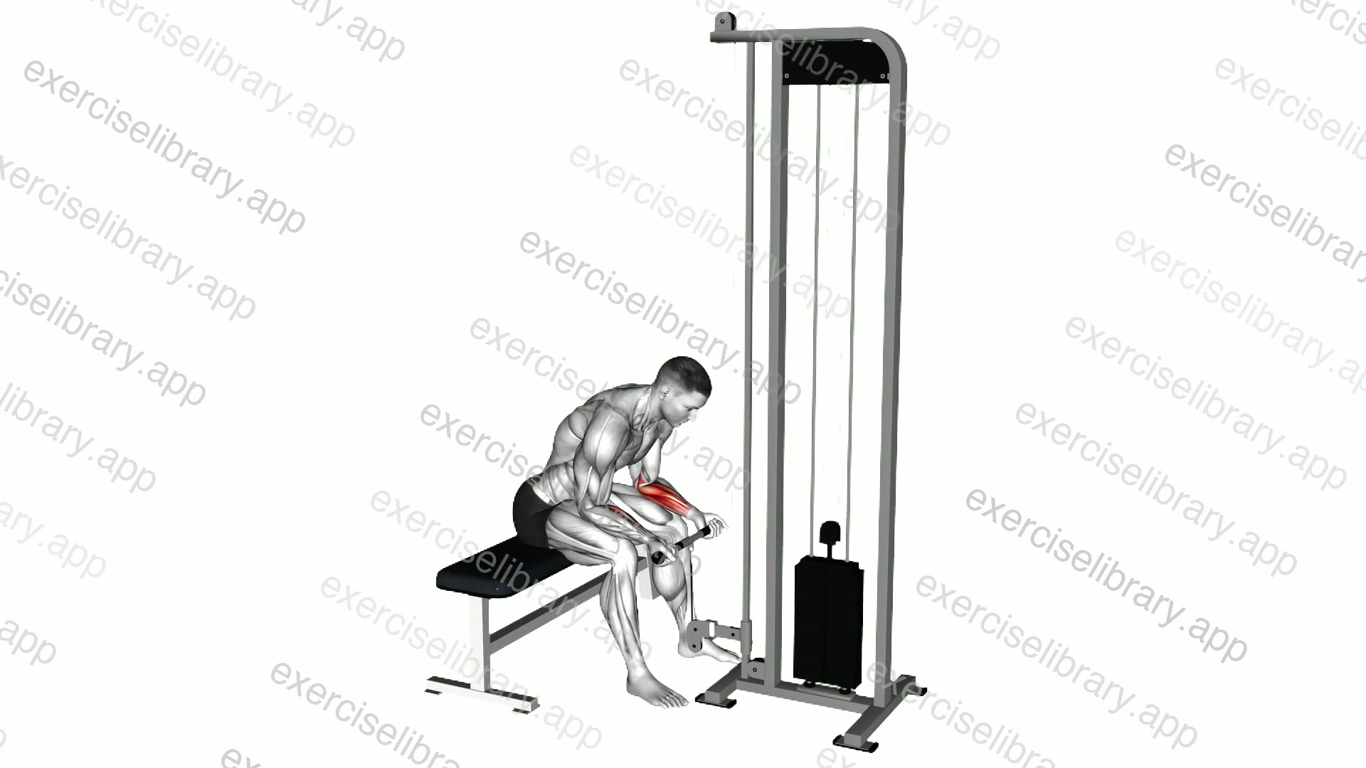 Cable Wrist Curl demonstration