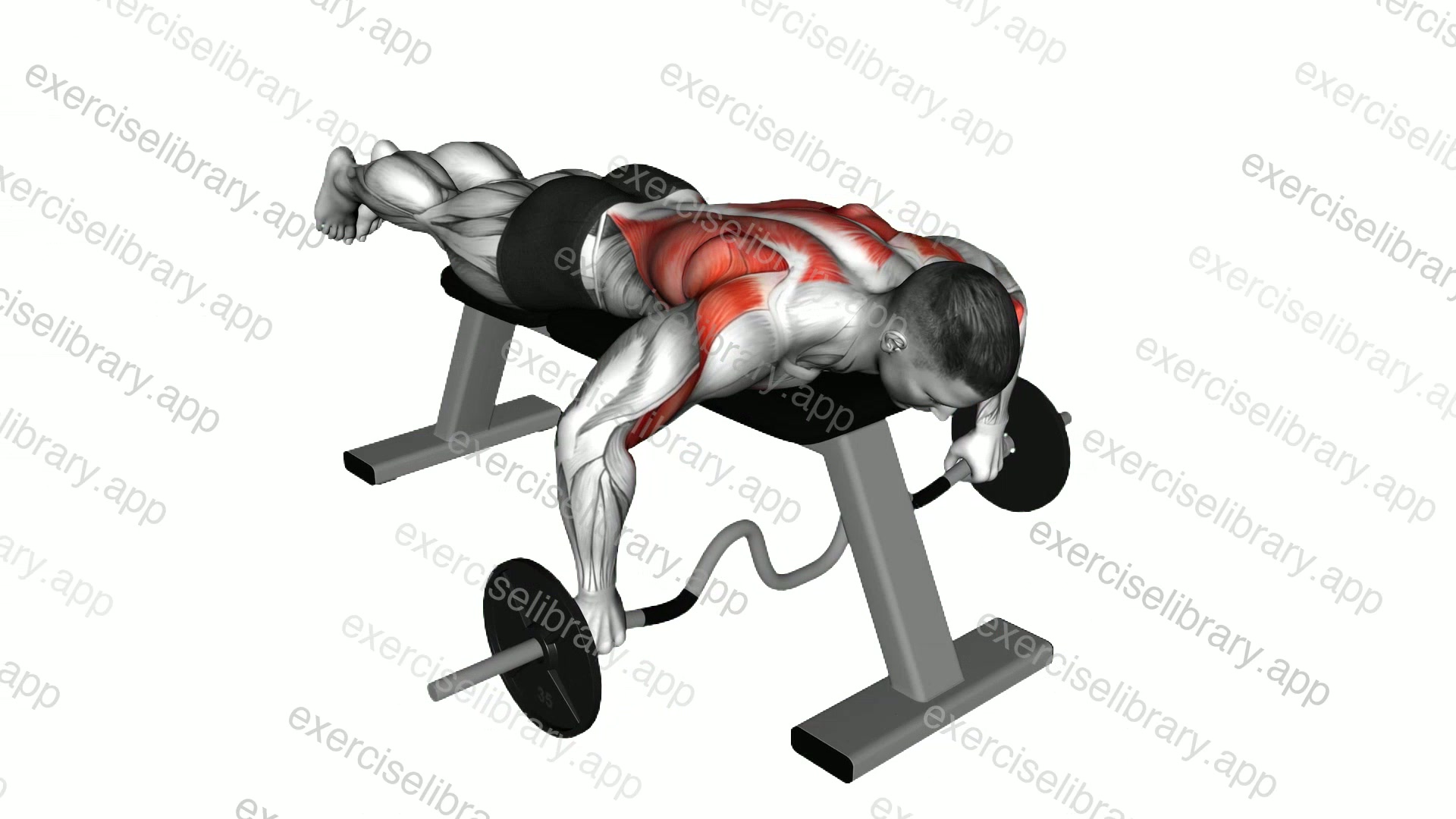 Cambered Bar Lying Row demonstration
