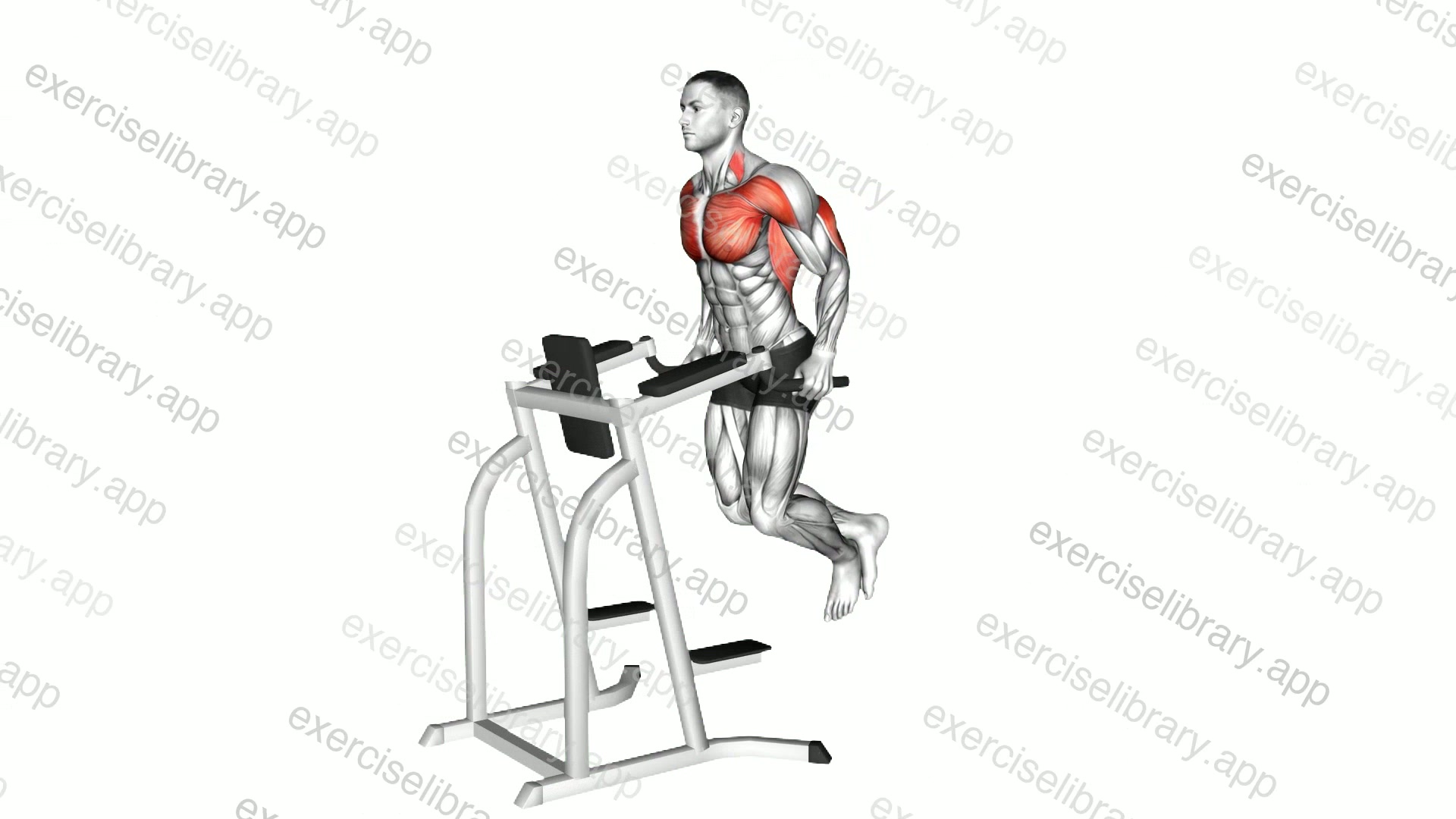 Chest Dip demonstration