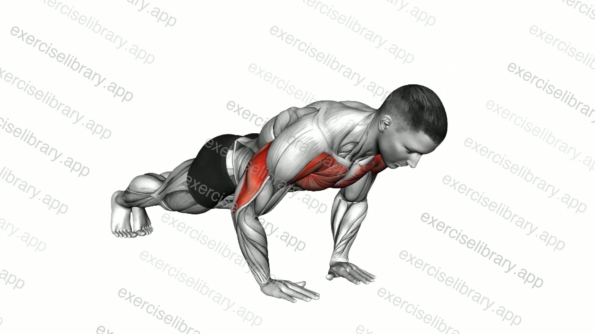 Close Grip Push-up demonstration