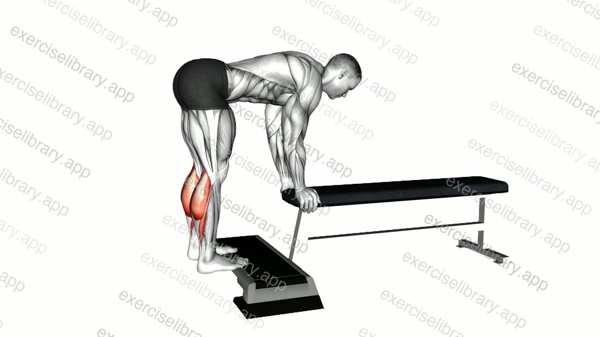 Donkey Calf Raise demonstration