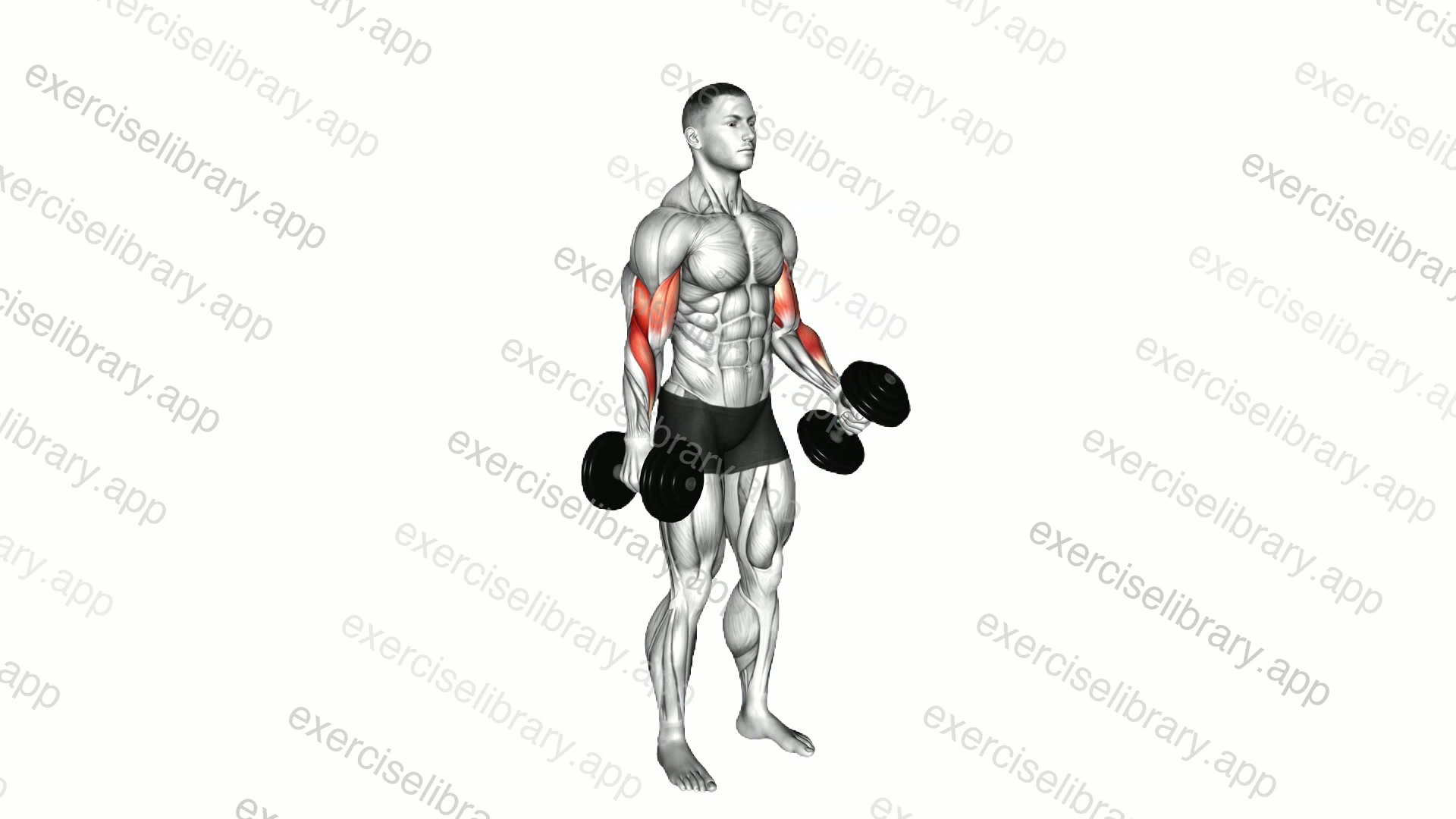 Dumbbell Alternate Biceps Curl demonstration