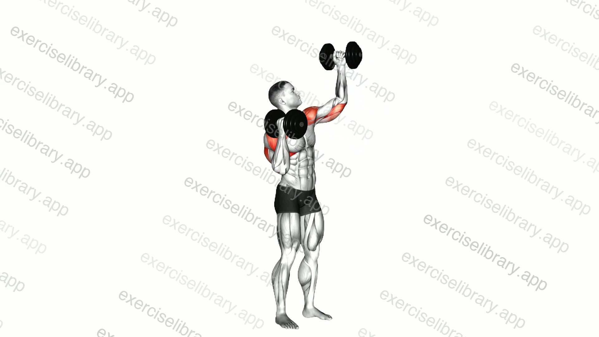 Dumbbell Alternate Side Press demonstration