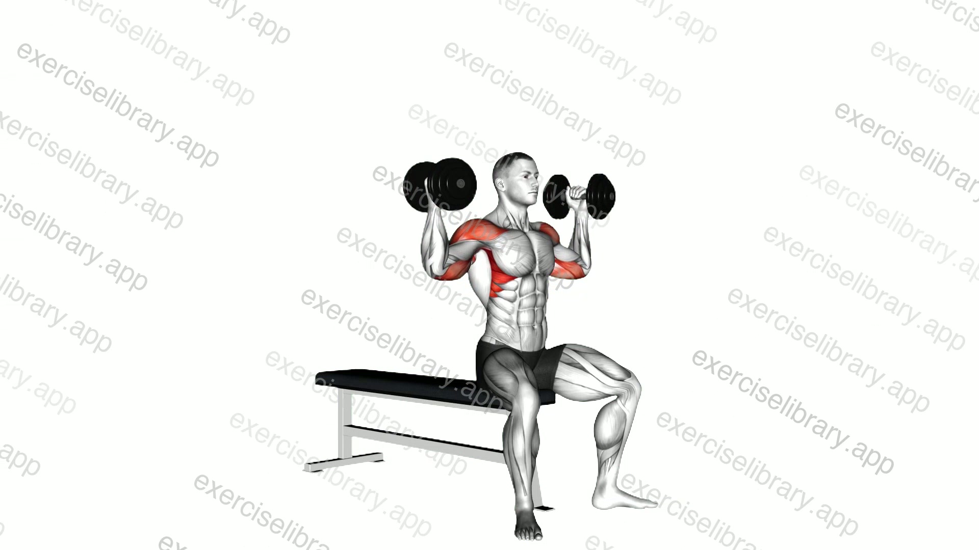 Dumbbell Arnold Press demonstration