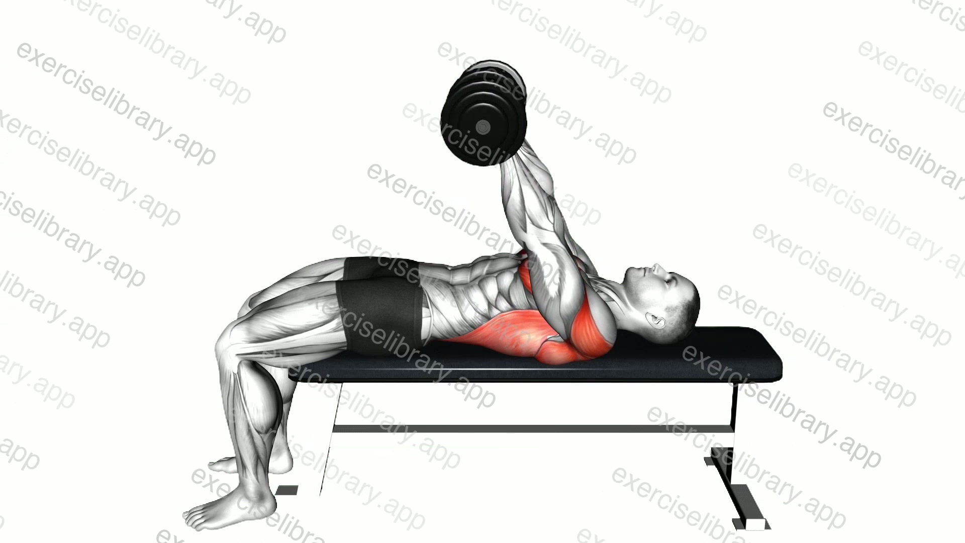Dumbbell Around Pullover demonstration