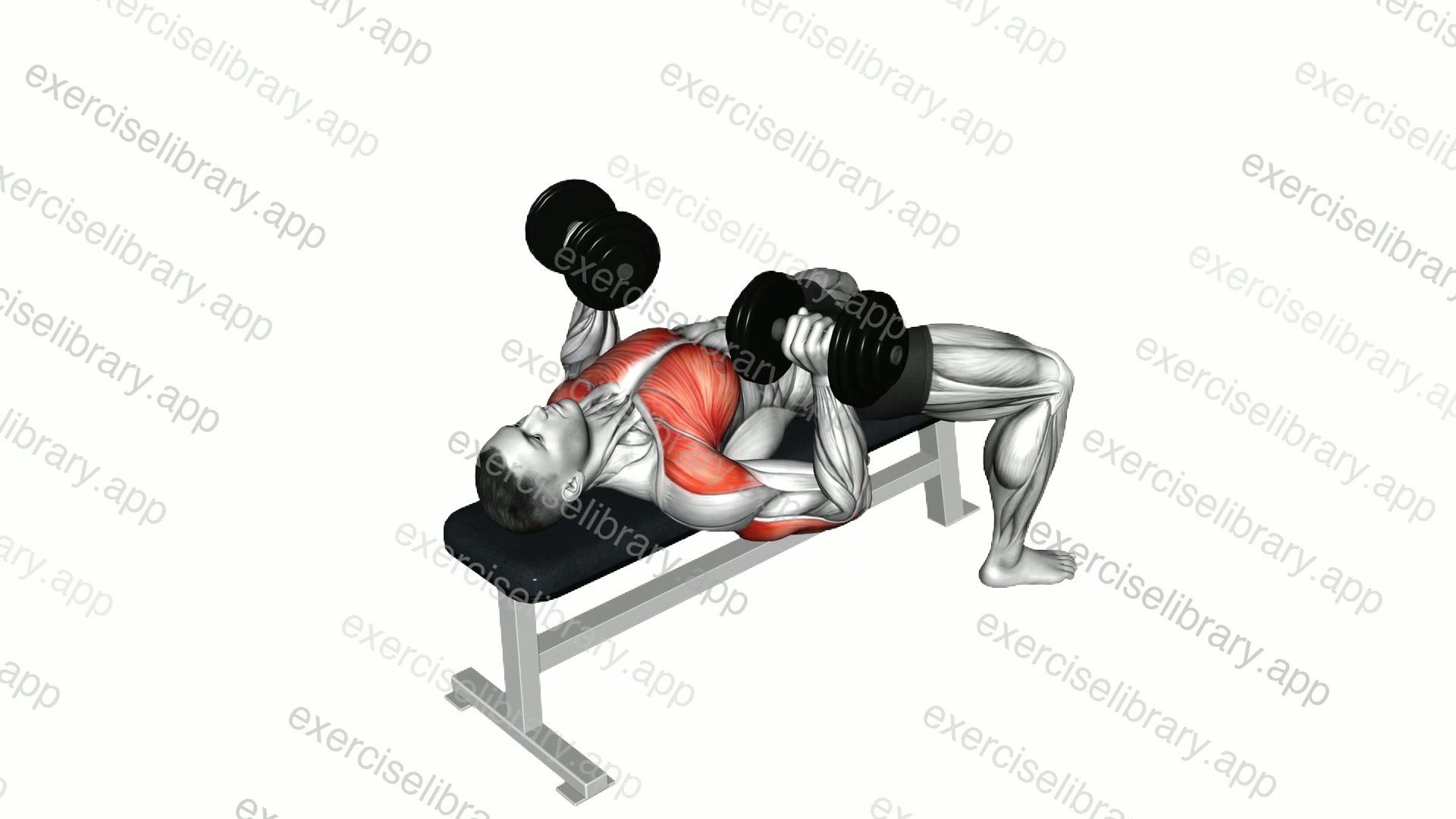 Dumbbell Bench Press demonstration