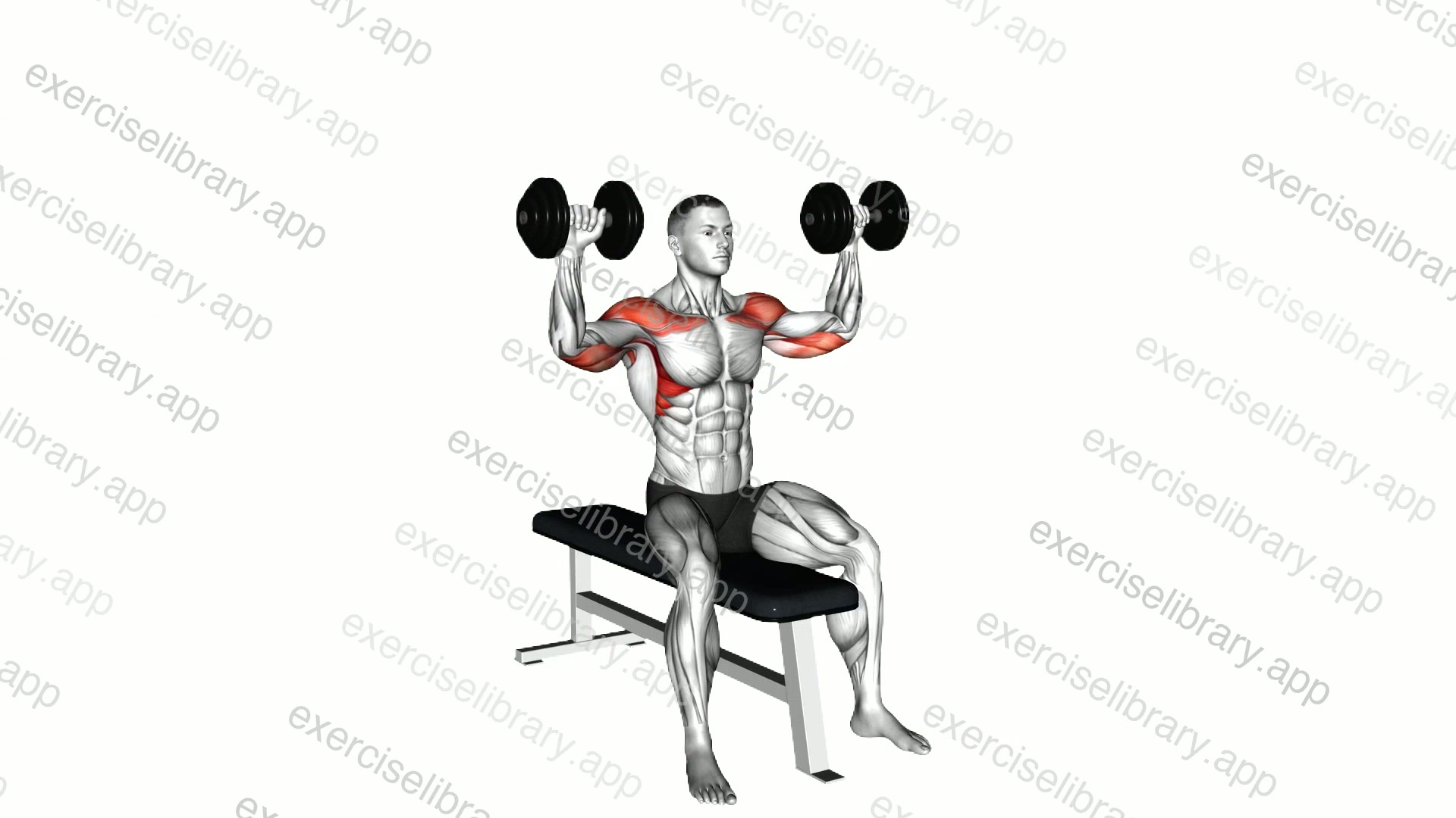 Dumbbell Bench Seated Press demonstration