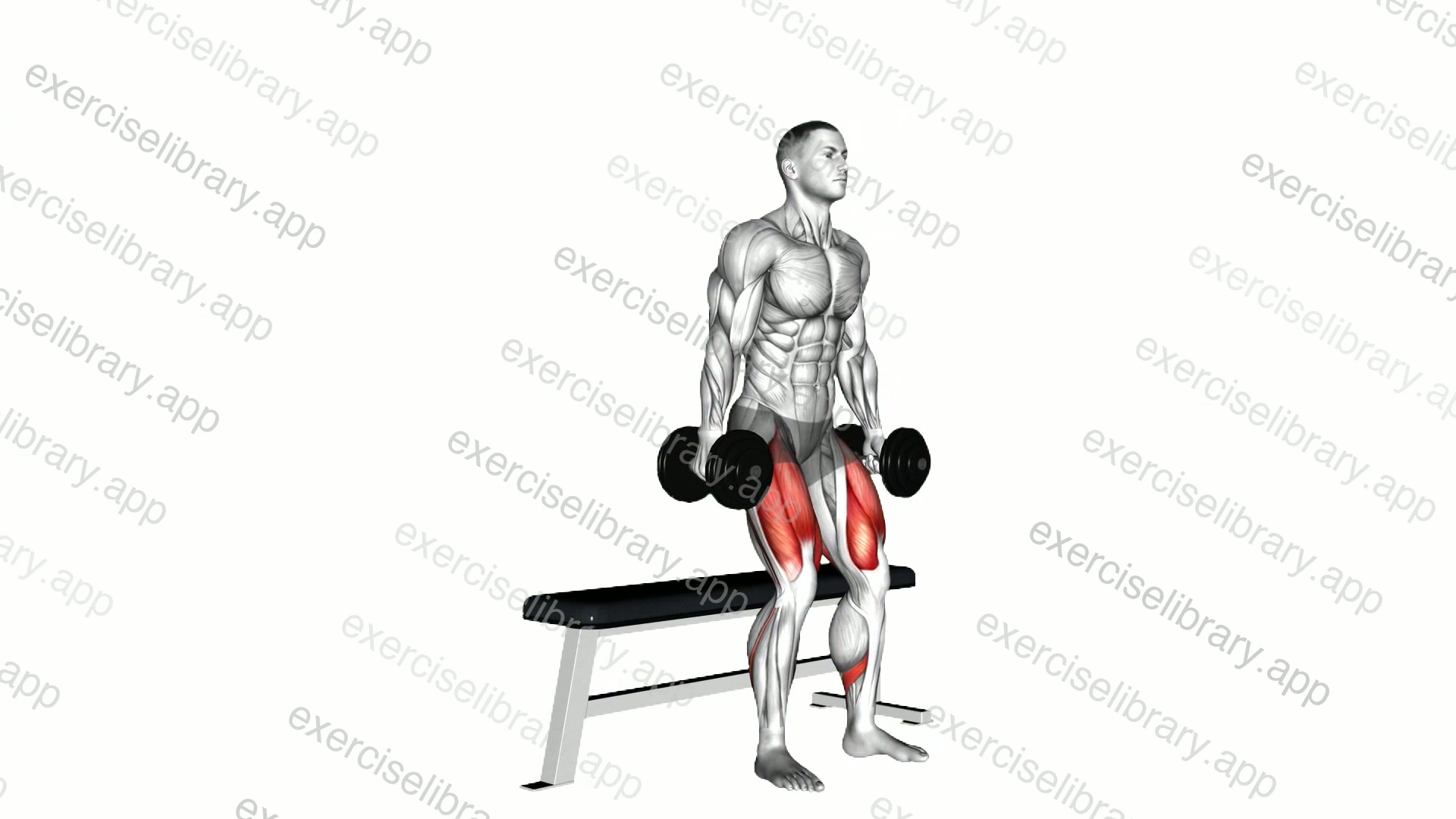 Dumbbell Bench Squat demonstration