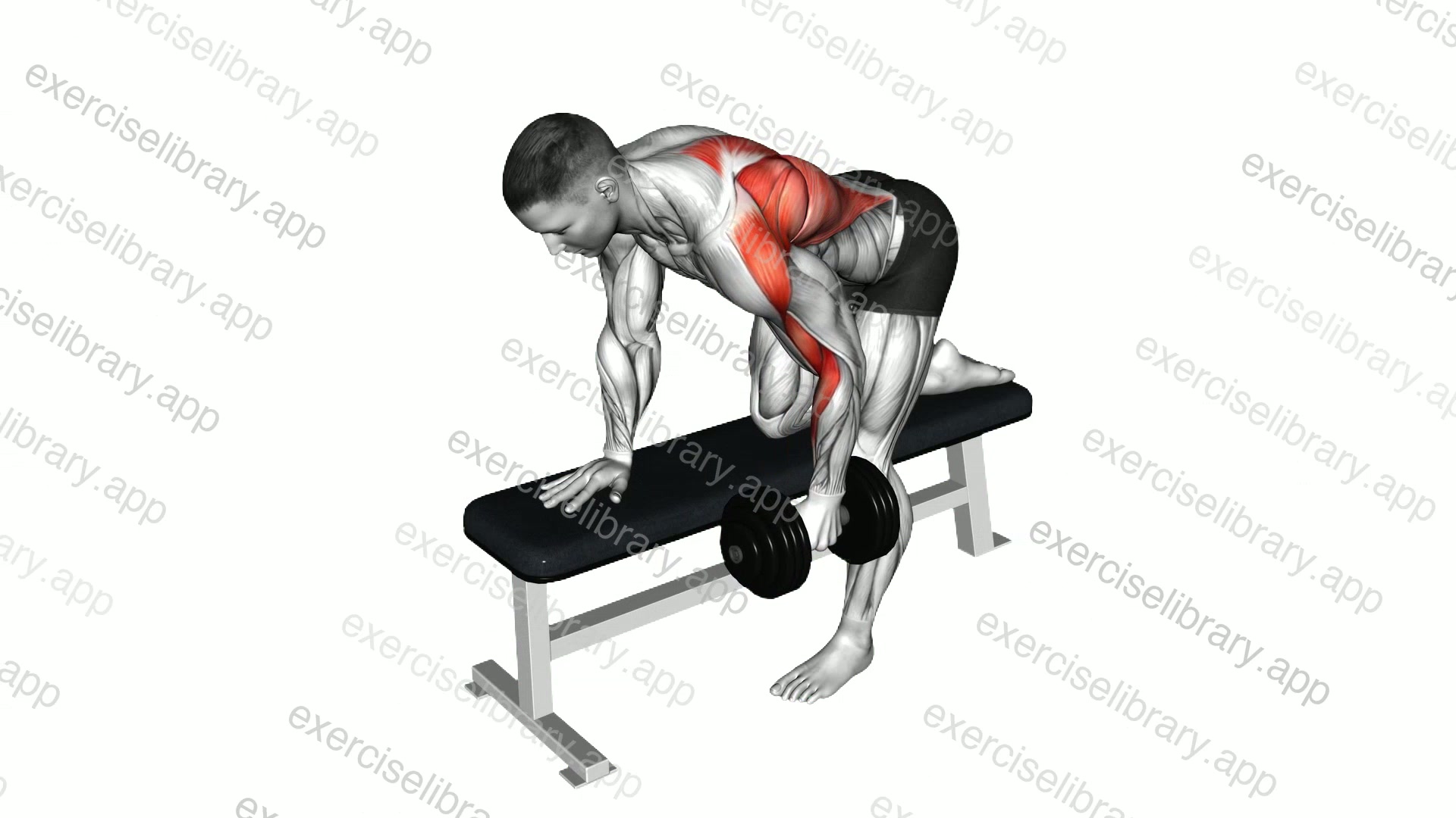Dumbbell Bent over Row demonstration