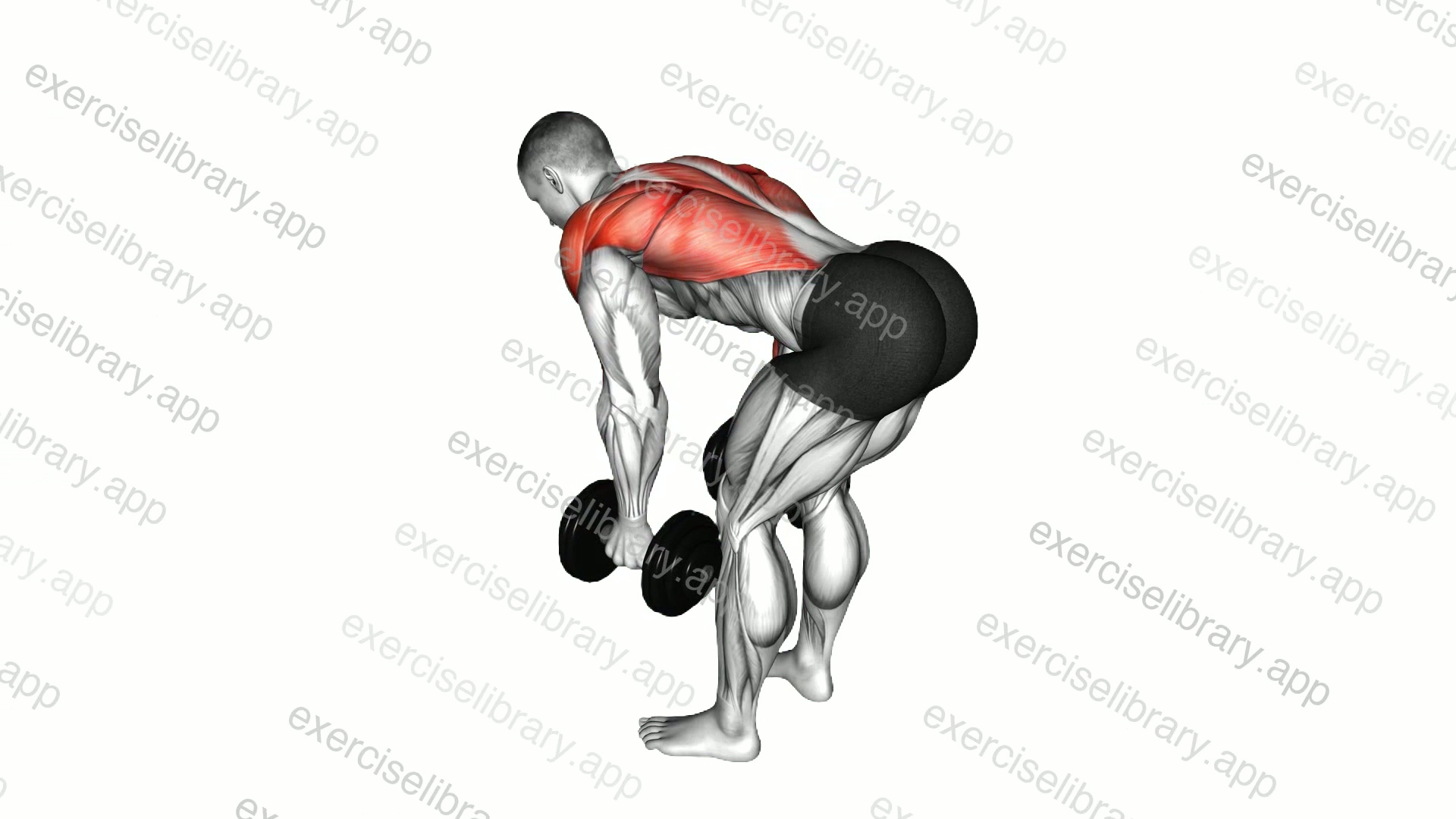 Dumbbell Bent Over Row demonstration
