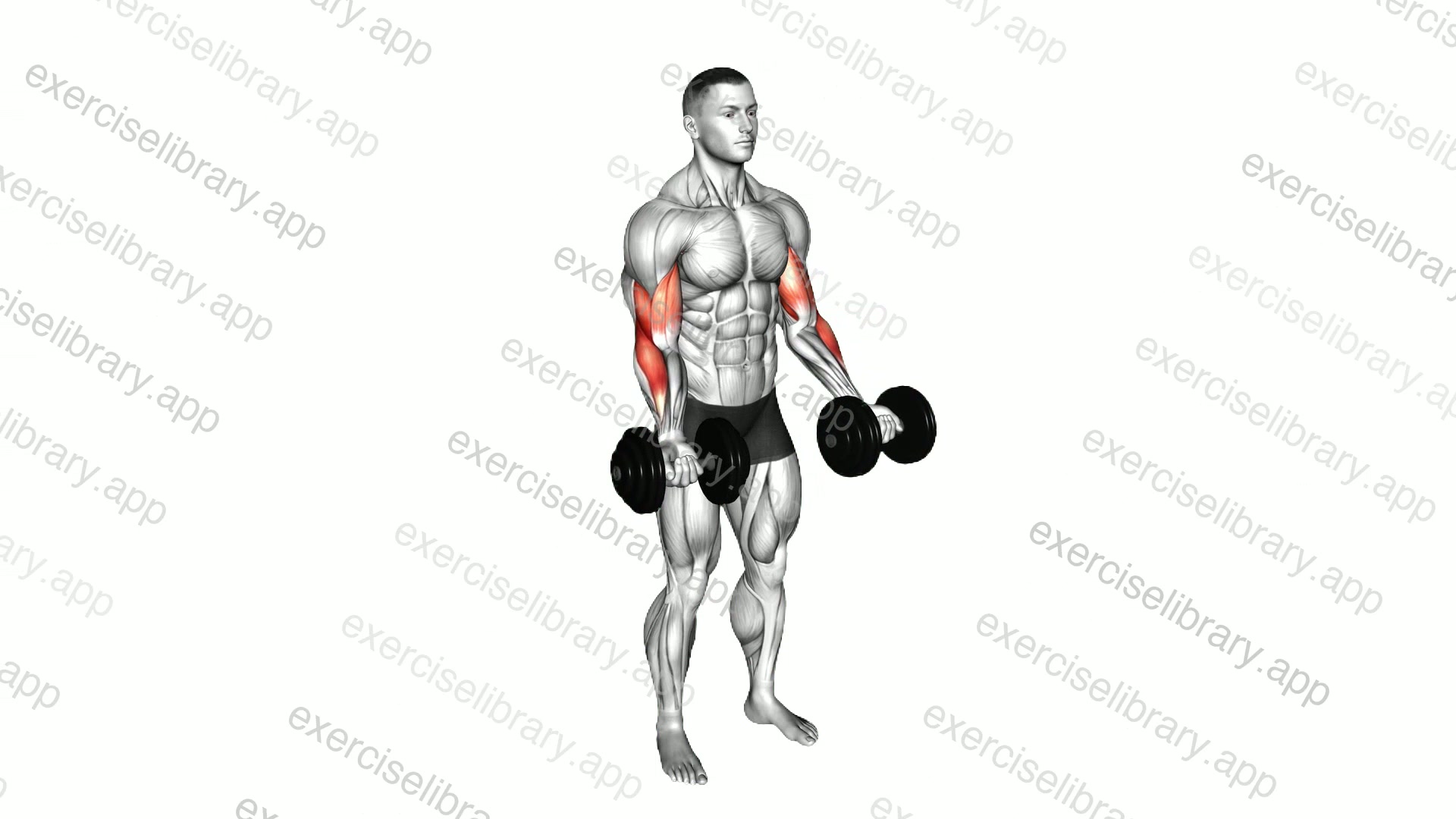 Dumbbell Standing Biceps Curl demonstration