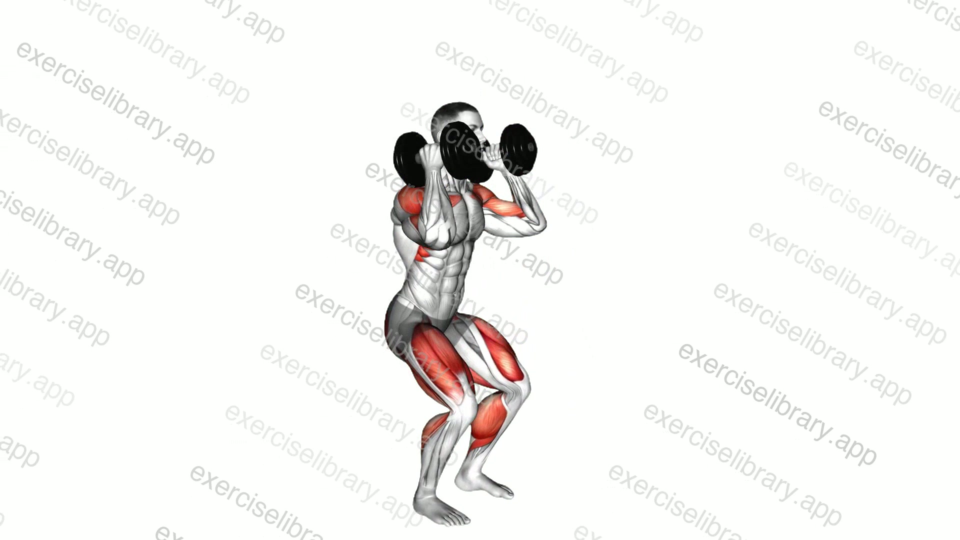 Dumbbell Clean demonstration